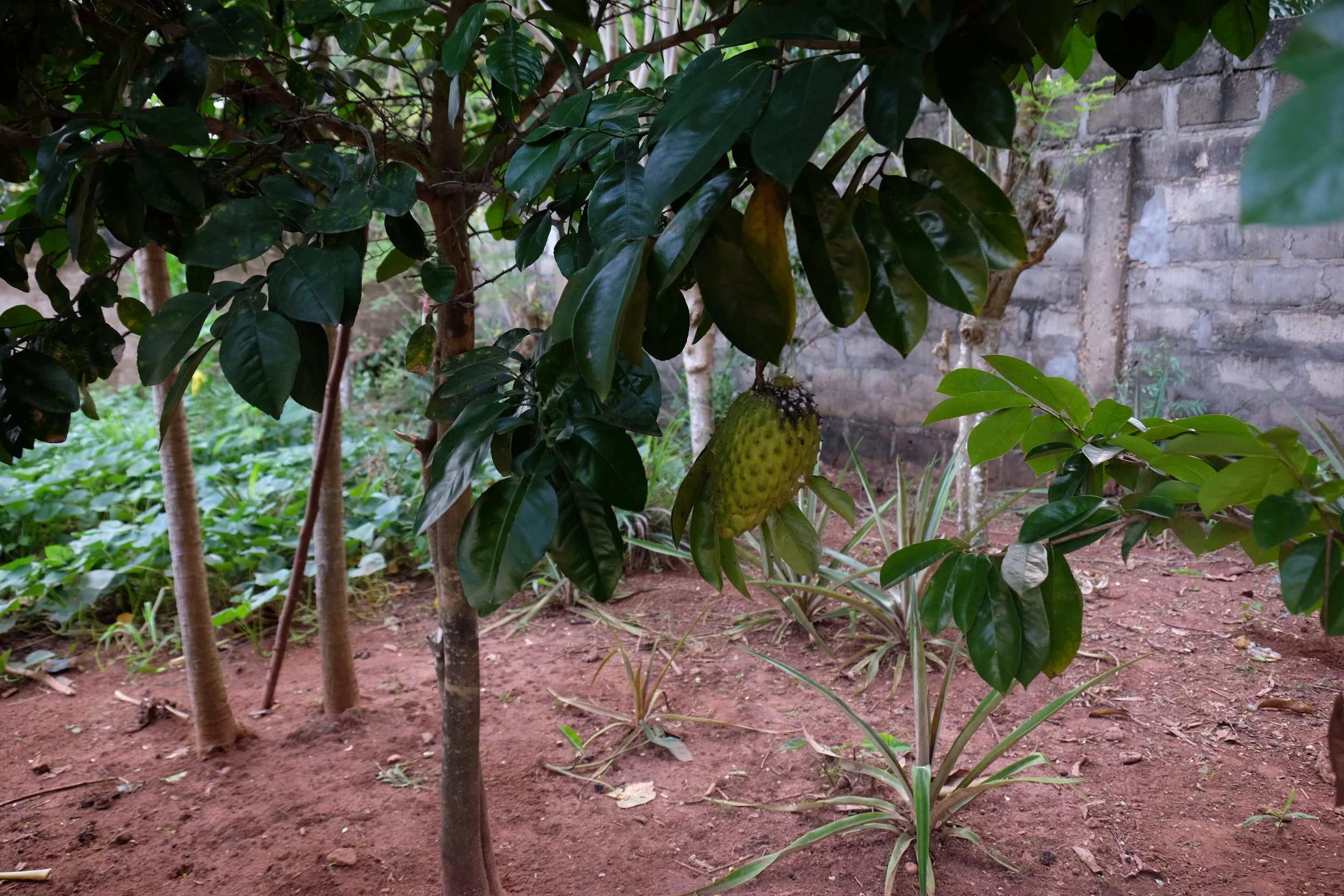 This fruit is called a soursop , and it’s one of the newer additions to the garden! It’s surprisingly massive for how small the tree itself is, and it tasted really good—tart and sweet.