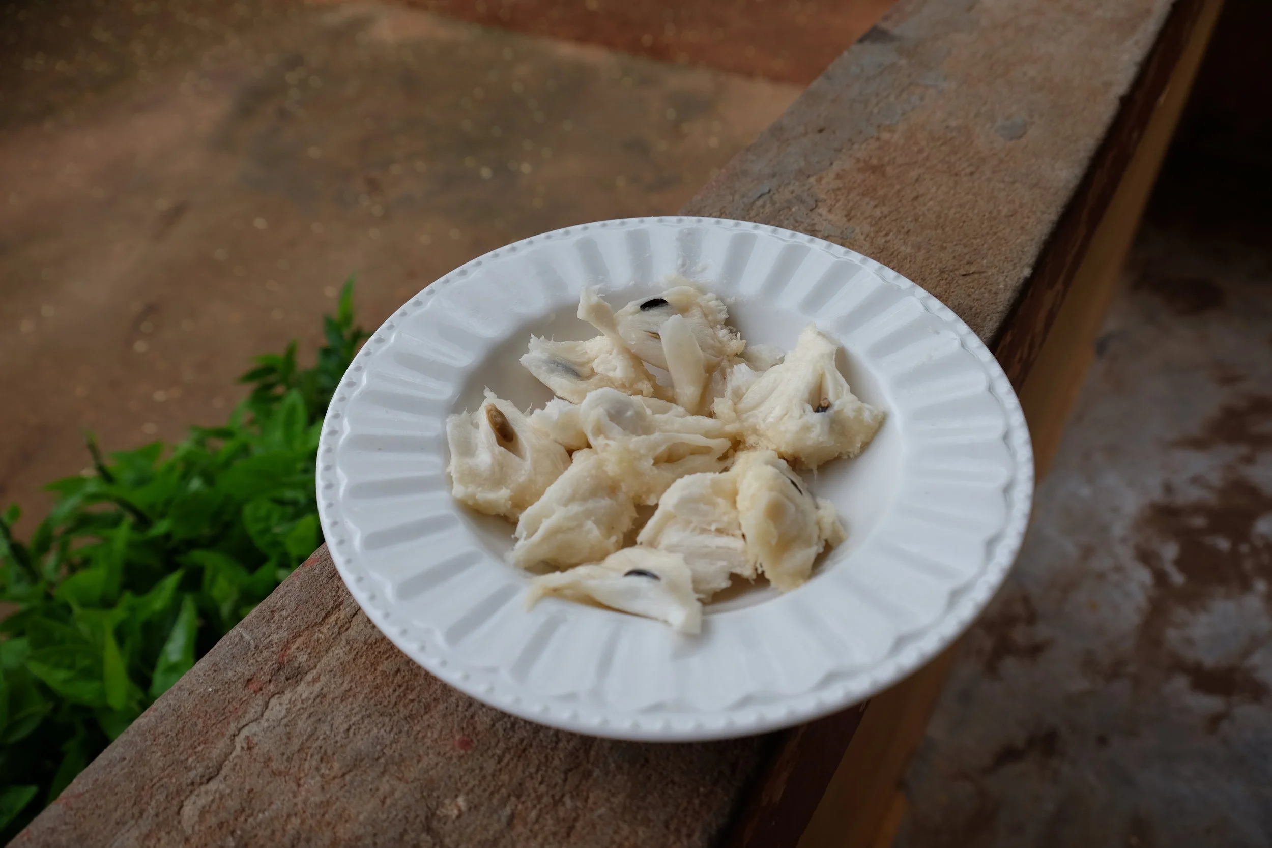 Fruit of the soursop. Feel very fortunate that we visited when it was ripe—there’s always something new to try in Ghana!