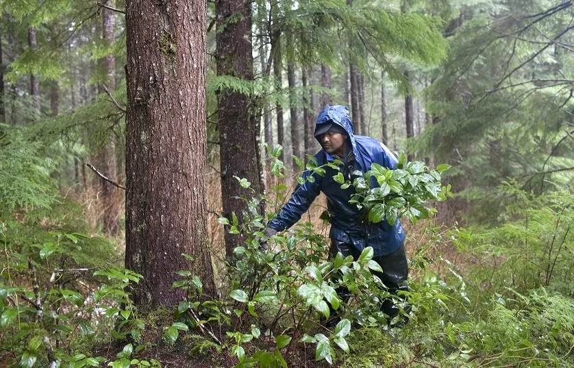 Trabajador piscando salal