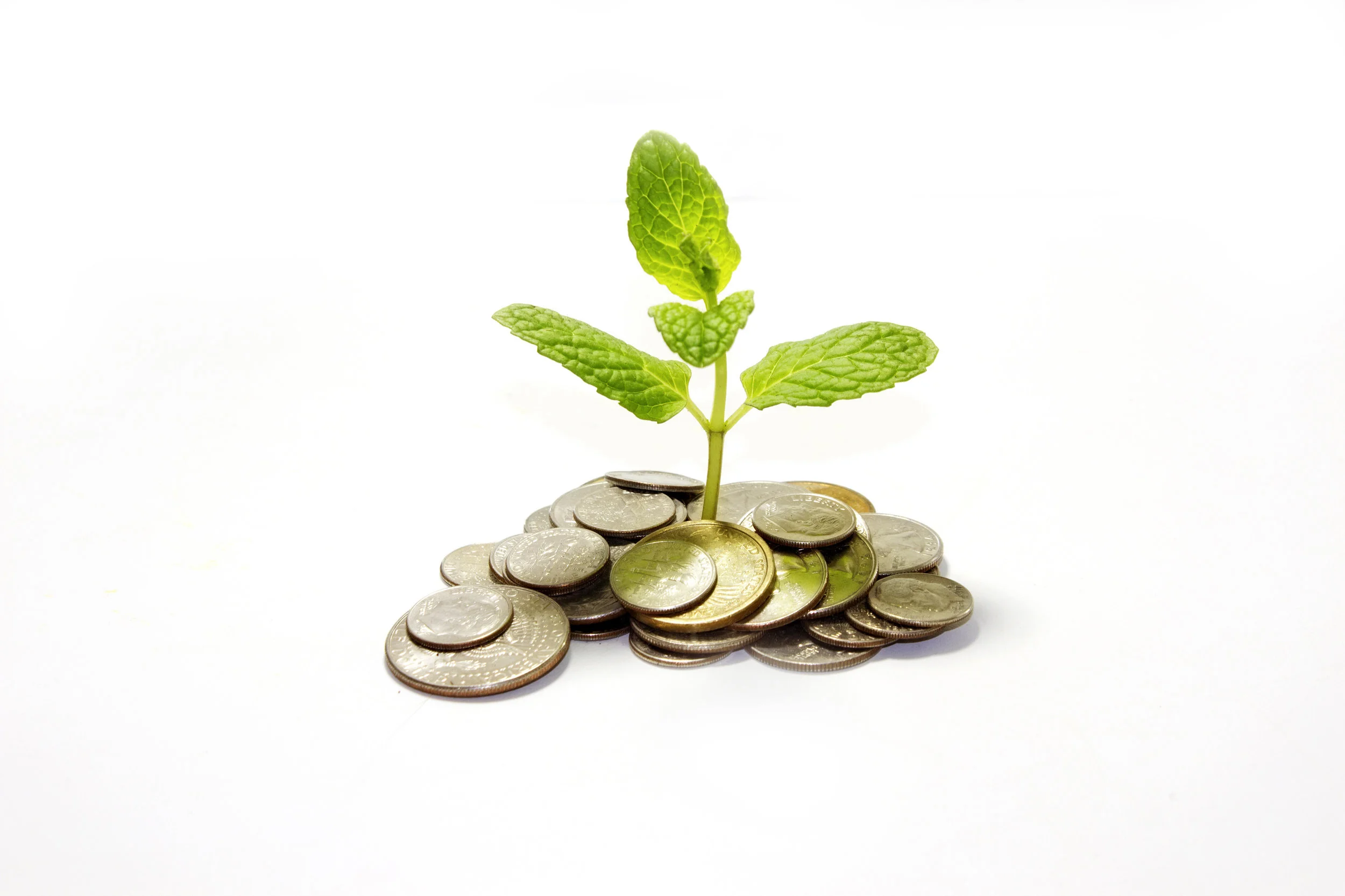money-plant-184_MJ8C9IF_.jpg