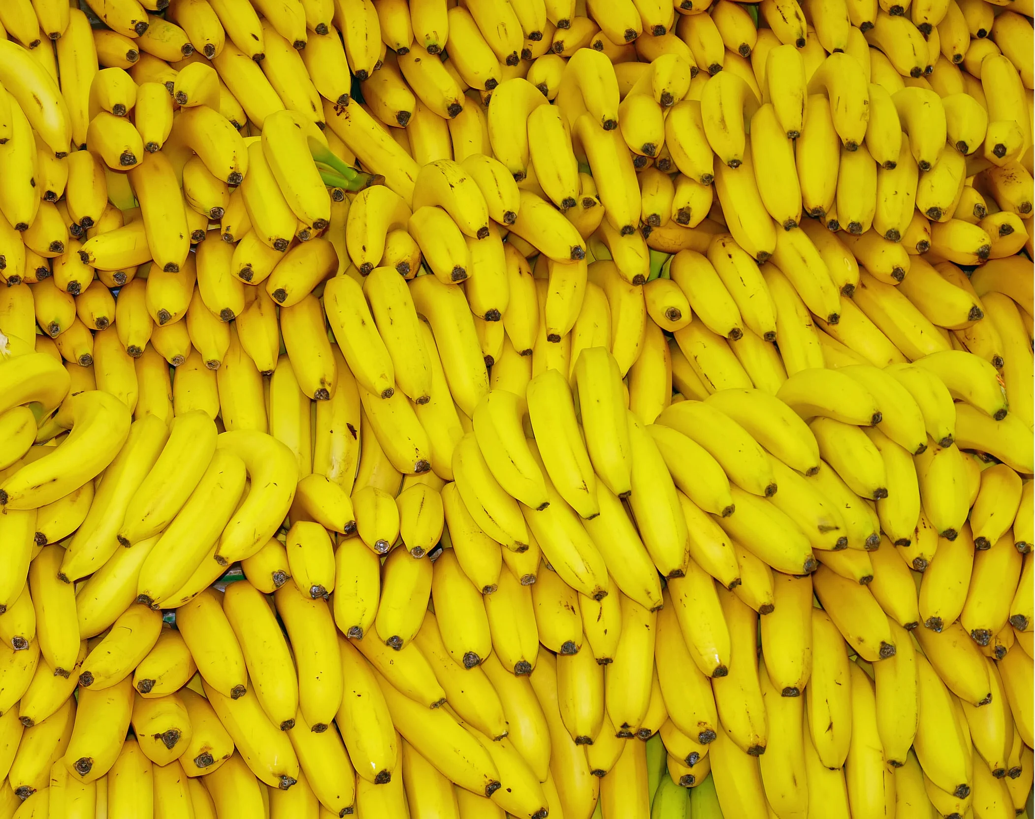 natural-abundance-raw-crackers-chocolate-banana-thins-healthy-vegan-auckland-raw-banana