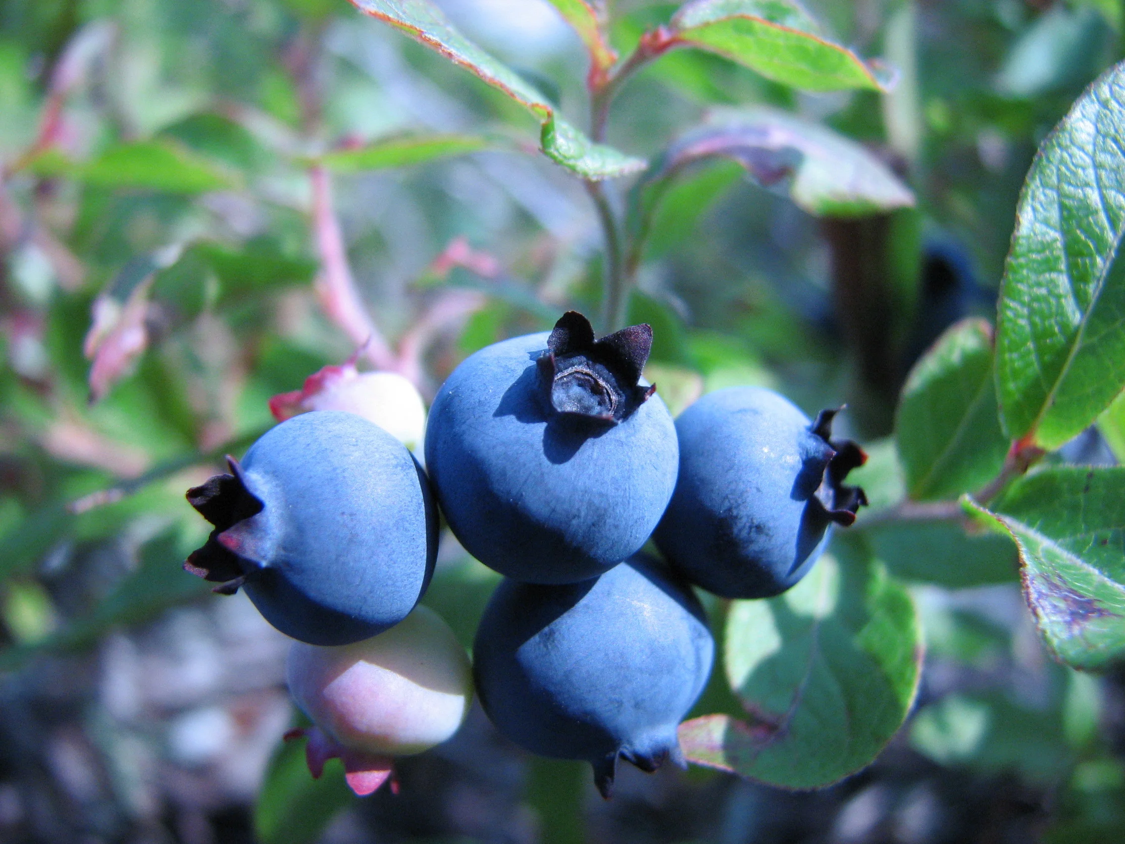 natural-abundance-paleo-cakes-extreme-blueberry-healthy-auckland-raw-blueberry