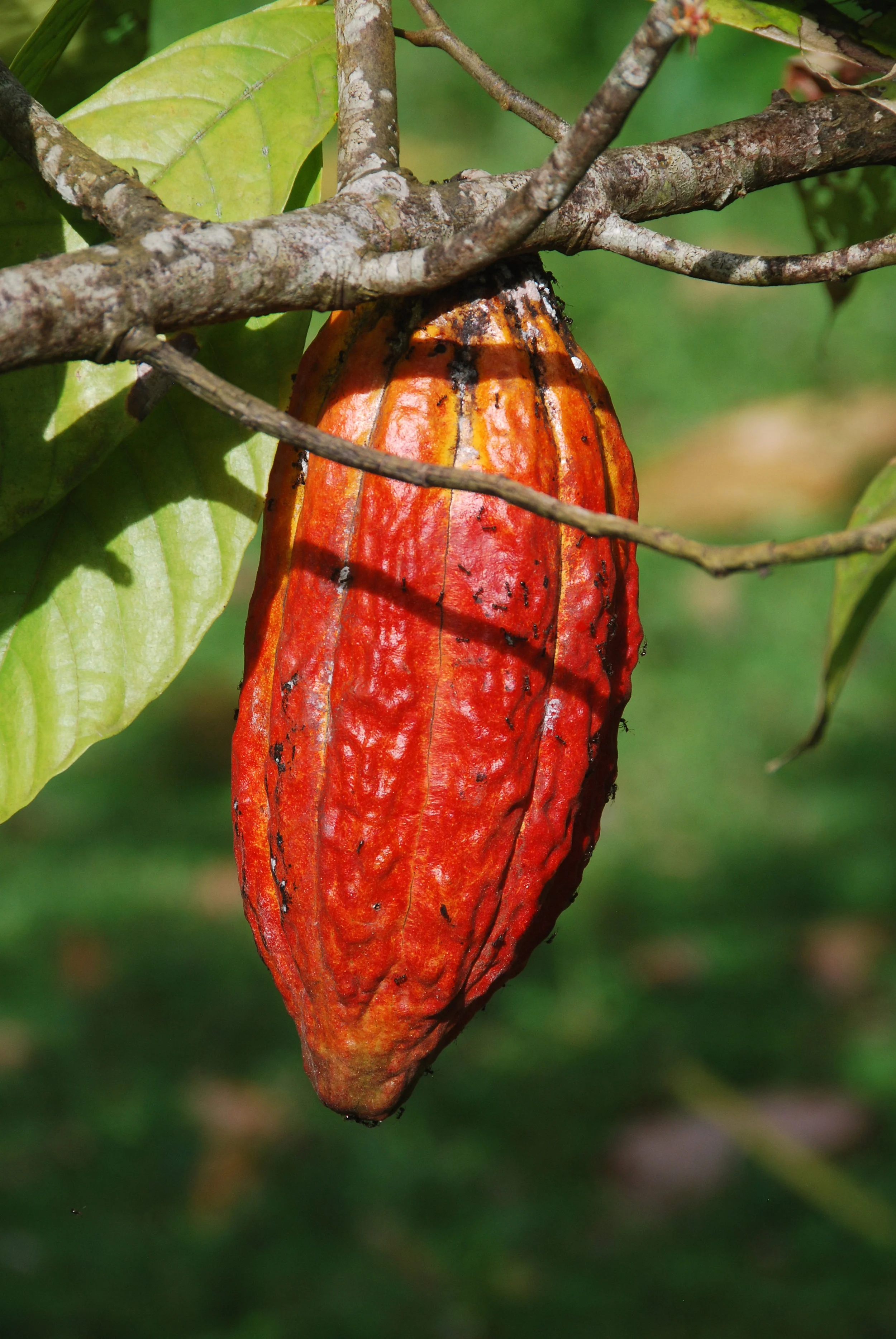 natural-abundance-paleo-cakes-extreme-supreme-healthy-auckland-raw-cacao