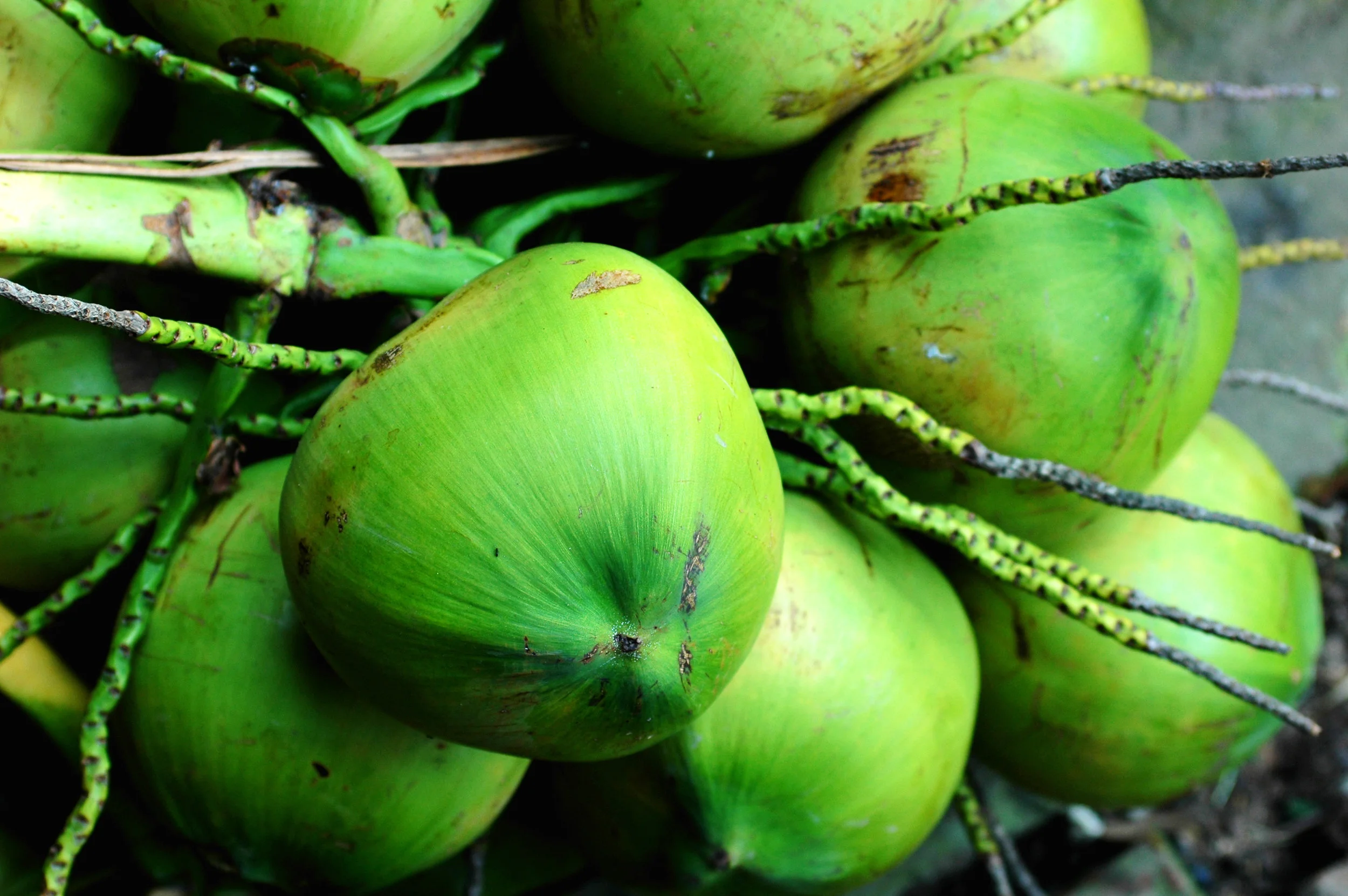 natural-abundance-paleo-cakes-extreme-kumara-healthy-auckland-plant