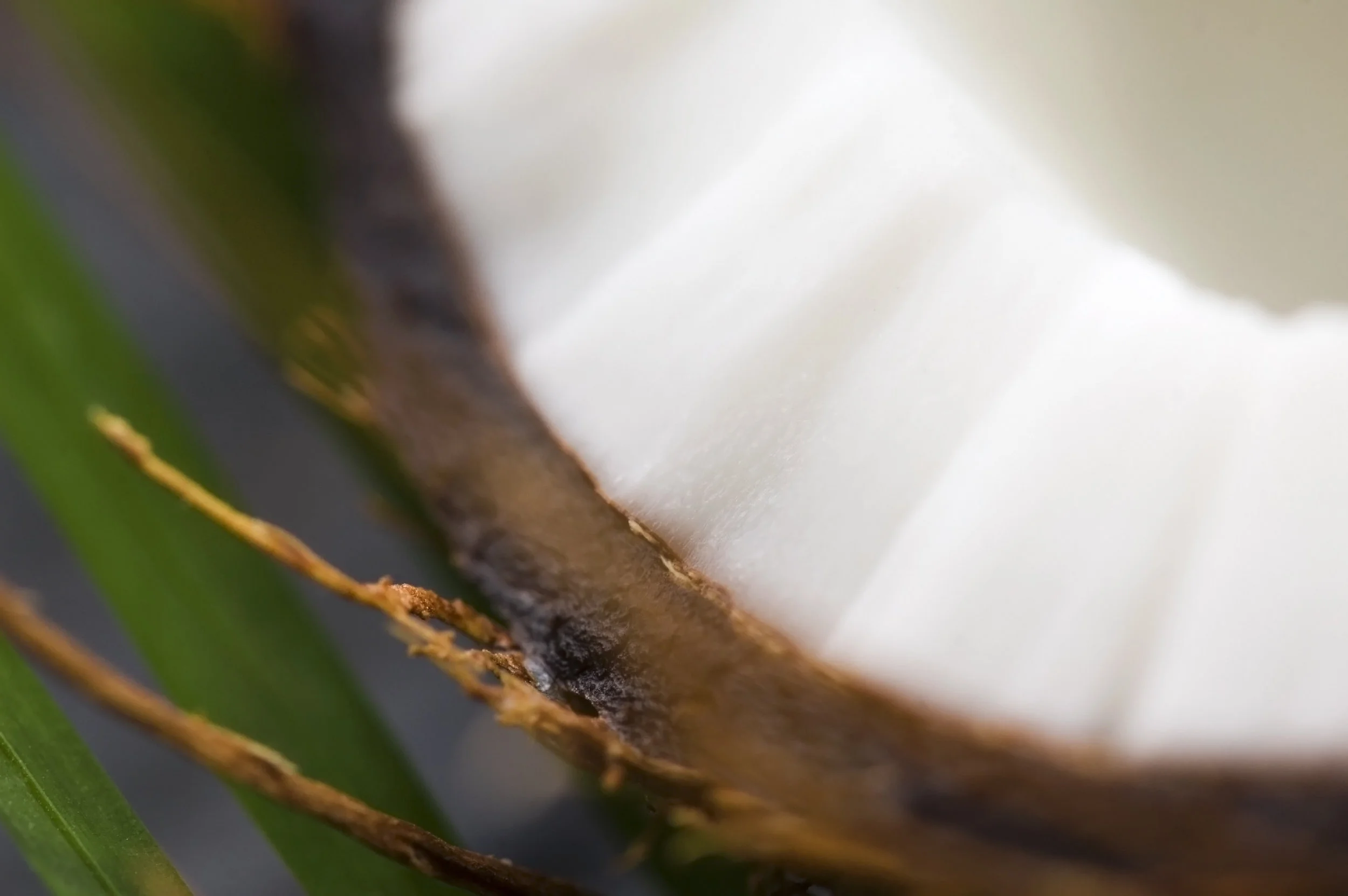 natural-abundance-paleo-cakes-peppermint-brownie-healthy-auckland-raw-coconut