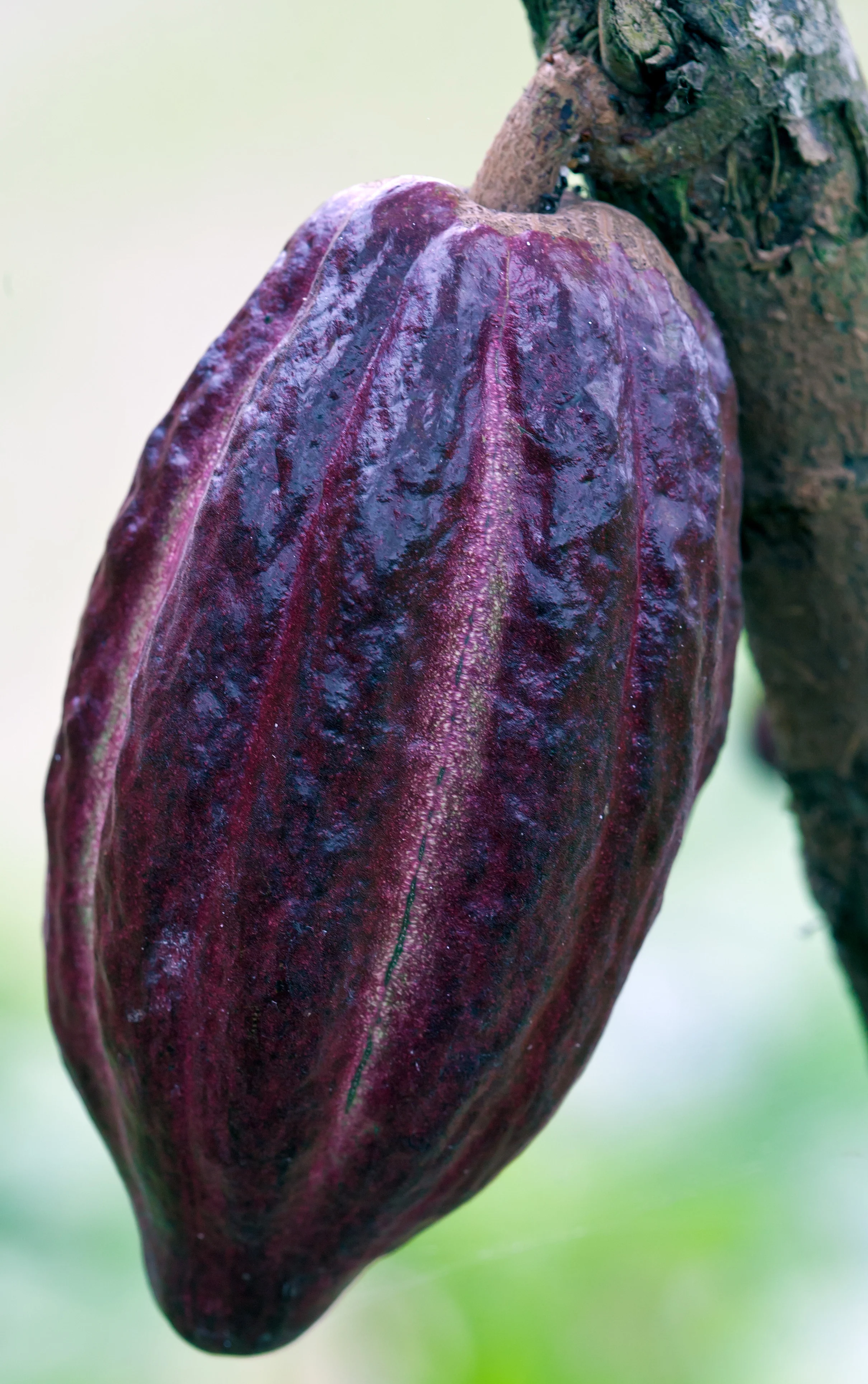 natural-abundance-paleo-cakes-extreme-fig-stout-healthy-auckland-cacao