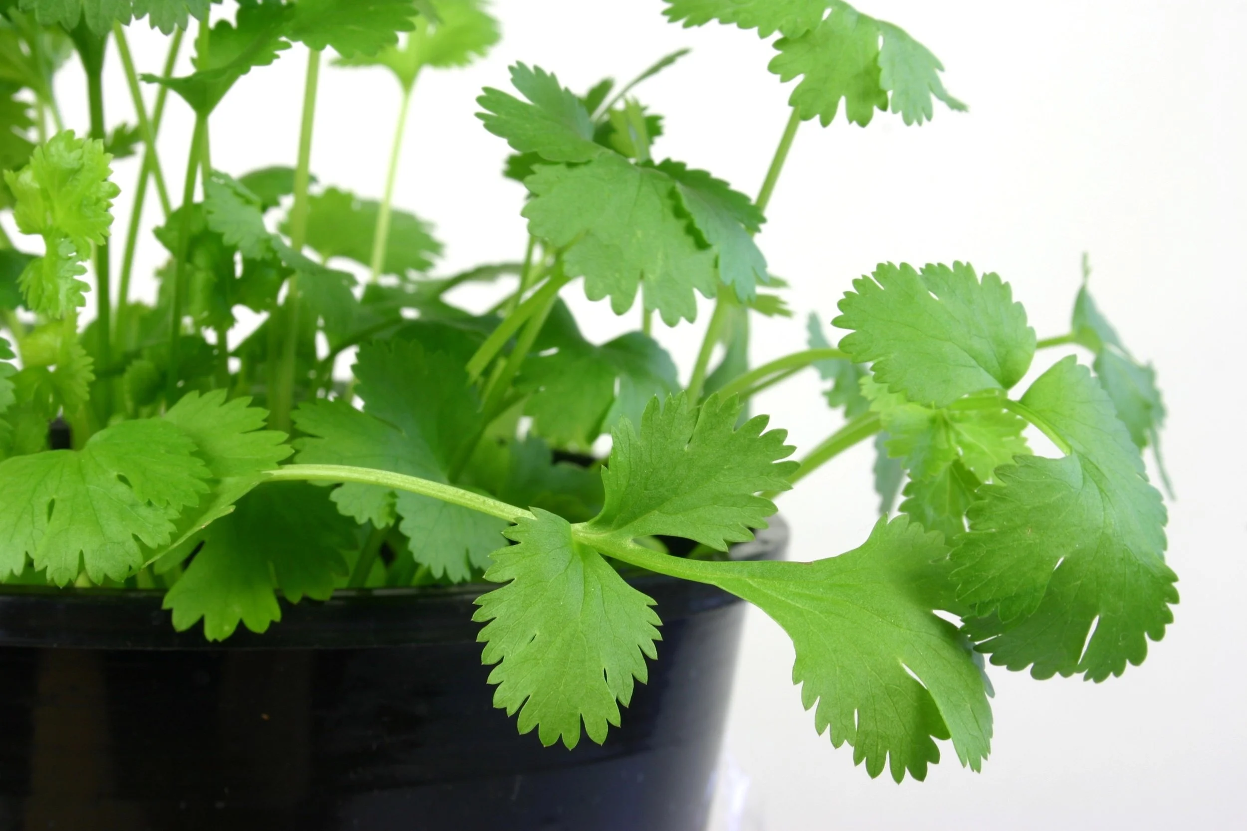 Coriander in Pot 130327.jpg