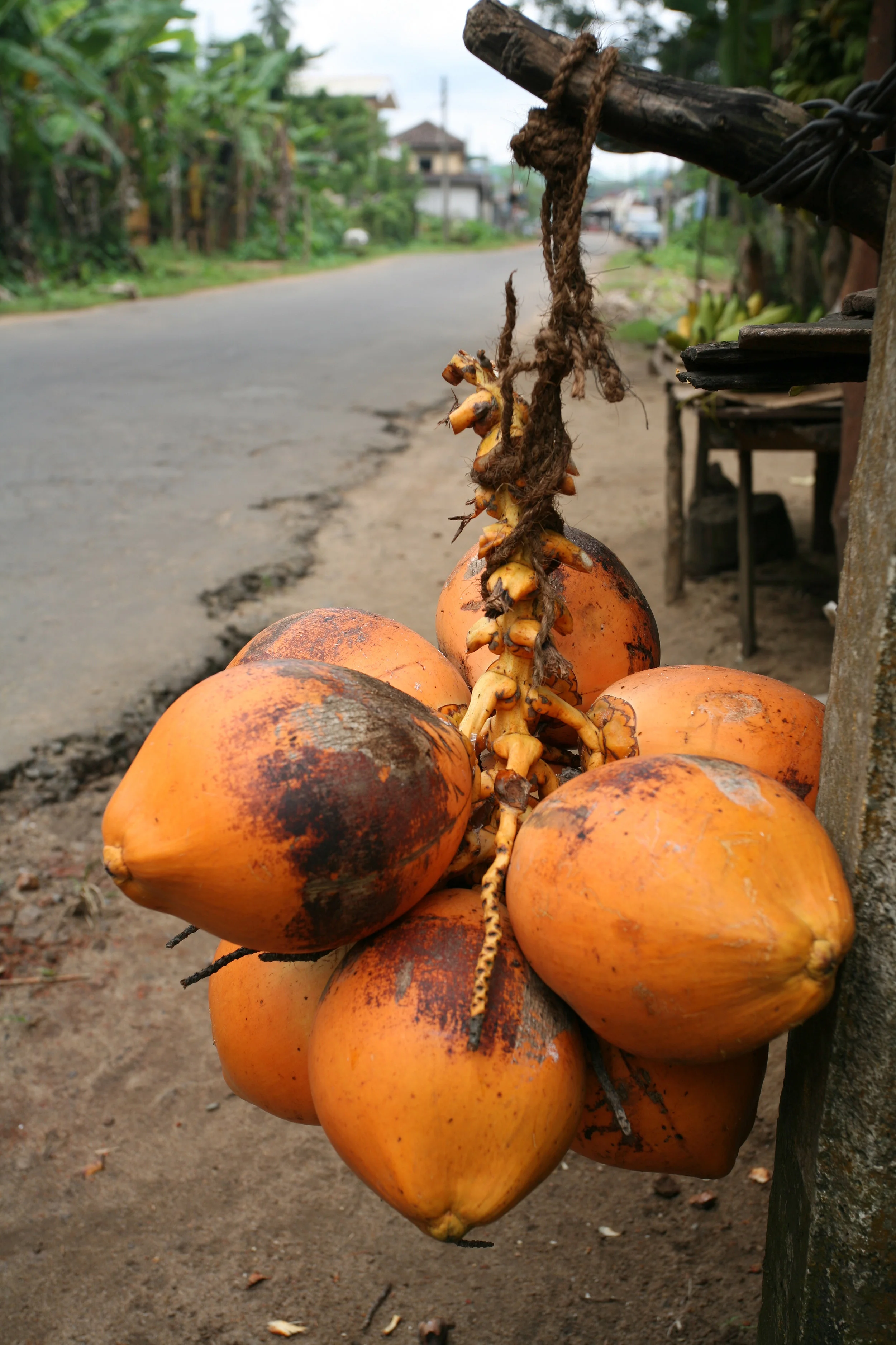 Bright Orange Coconuts Roadside 130414.jpg