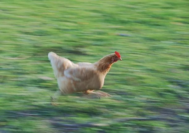 Why Does Rocky Chase The Chicken? // Jason Souza