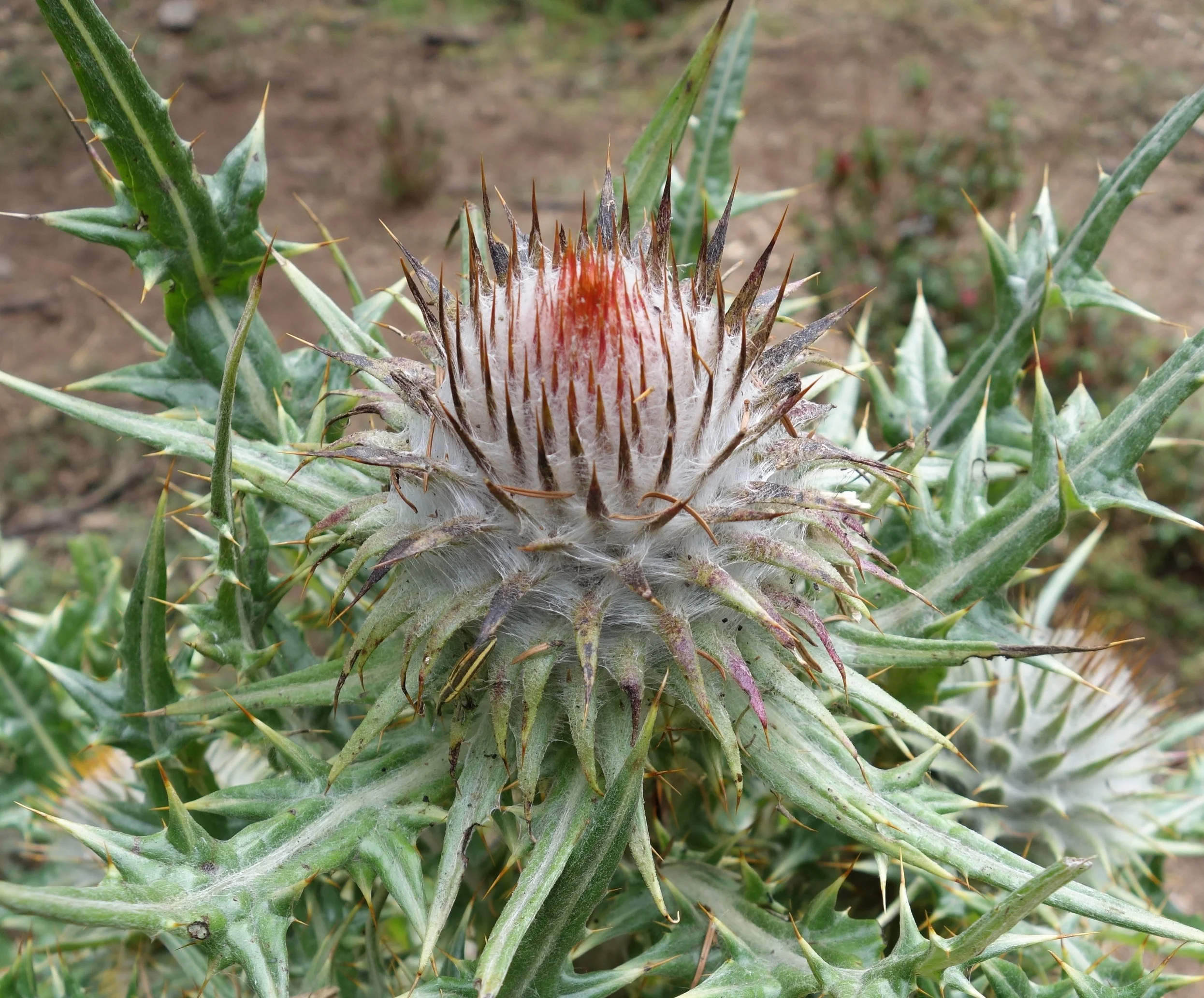 Scholarship Application Deadline