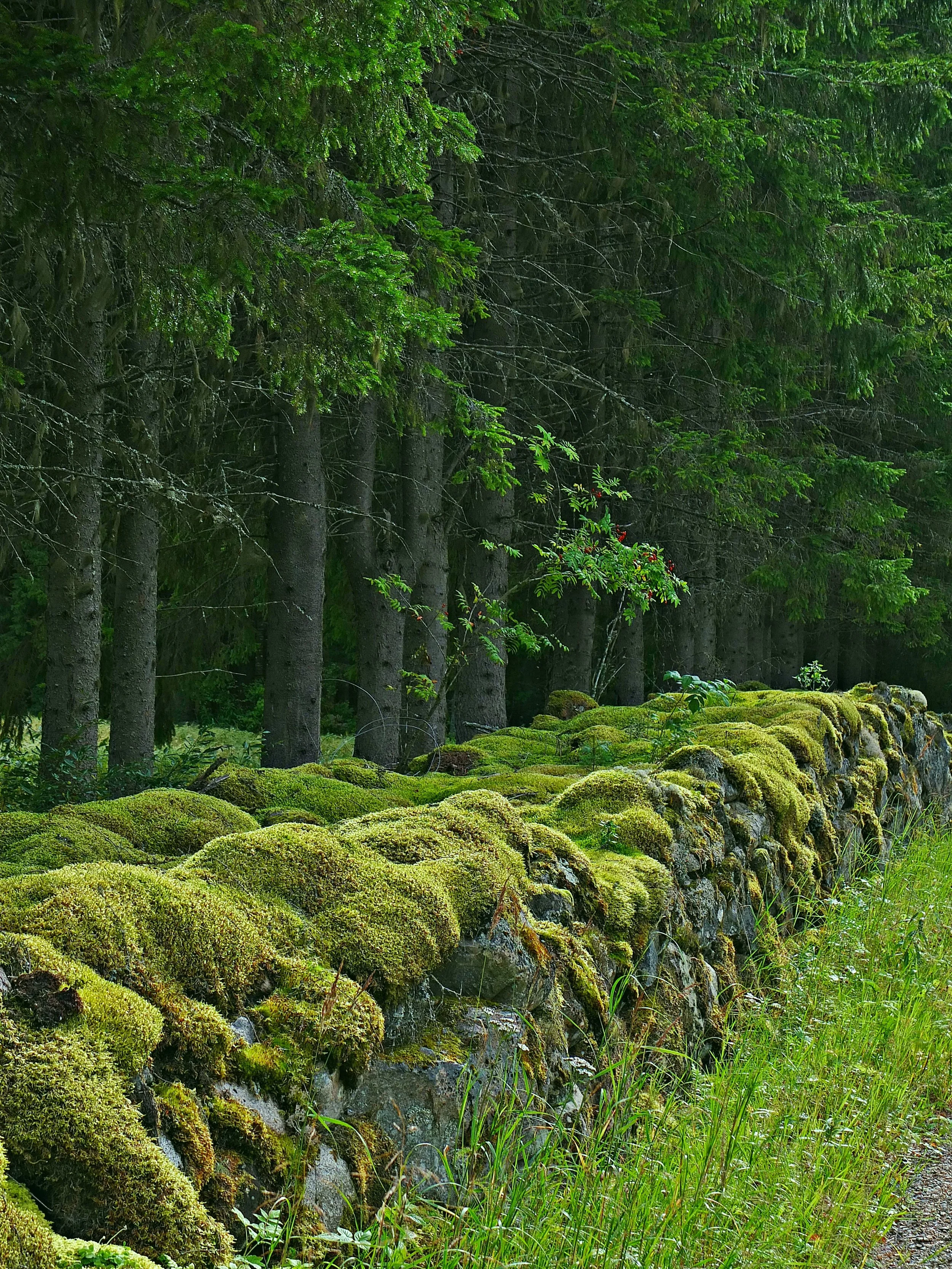 DSCF5589 muokattu.JPG