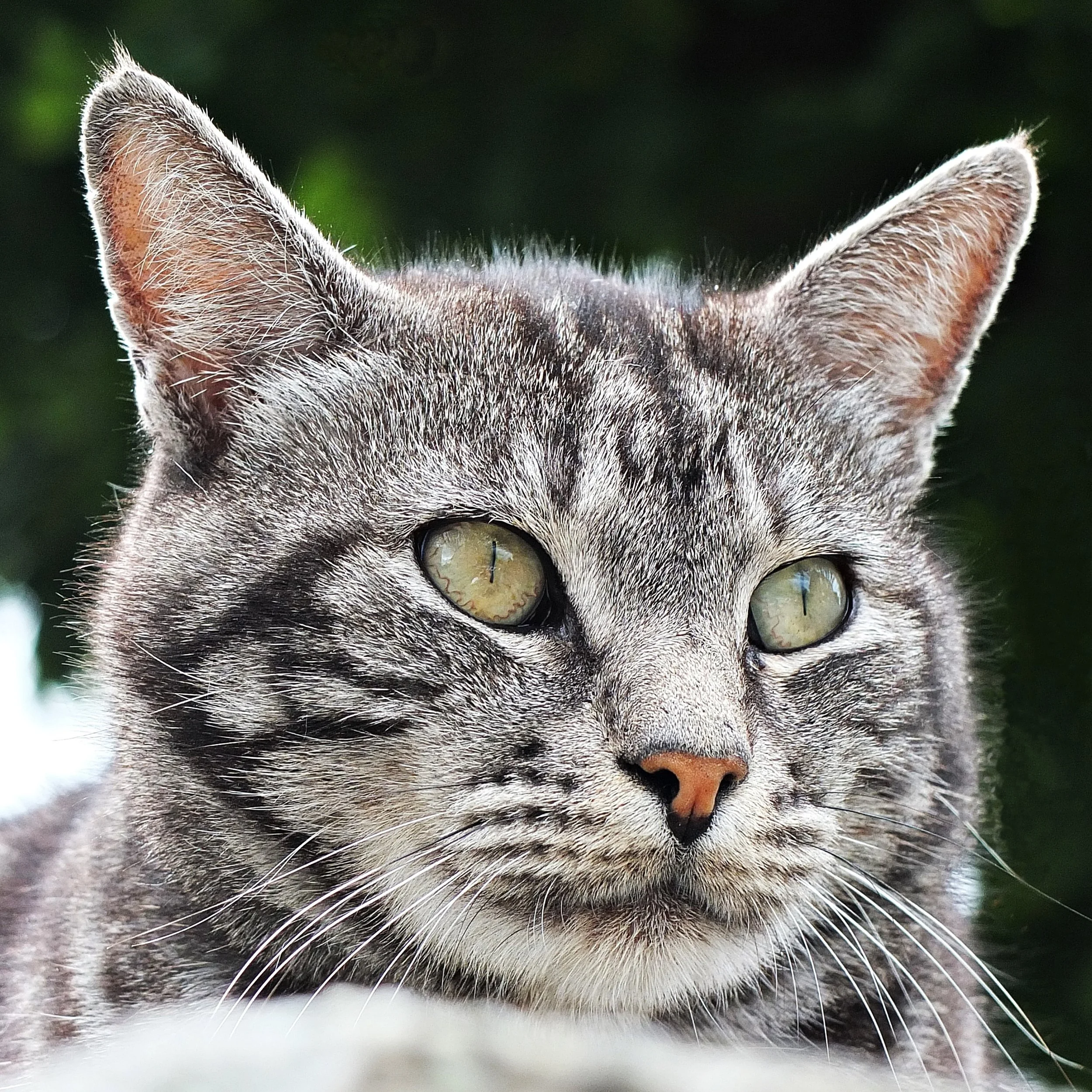 KISSA 2 täplät poistettu.JPG