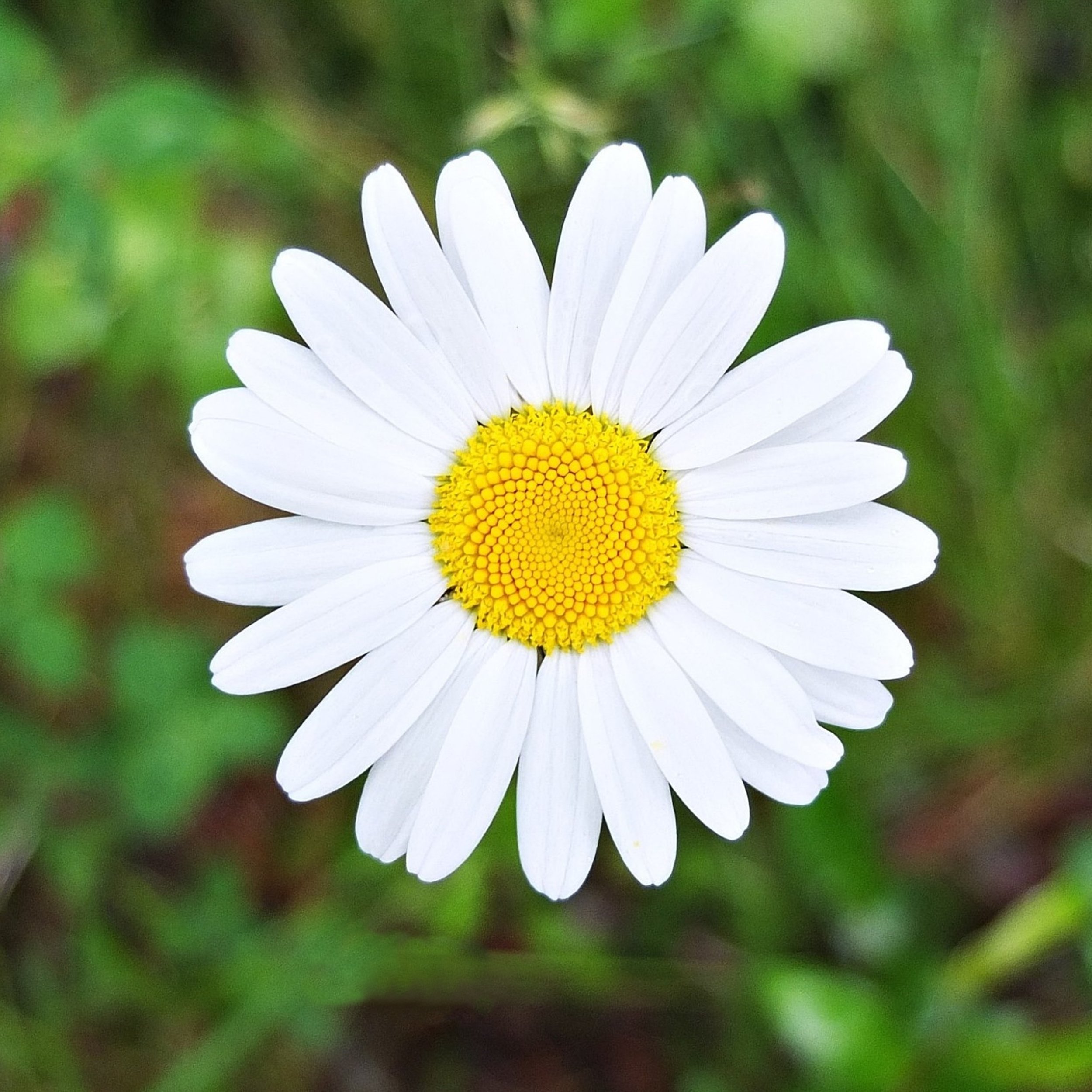 KUKKA 1 Läiskä poistettu.JPG