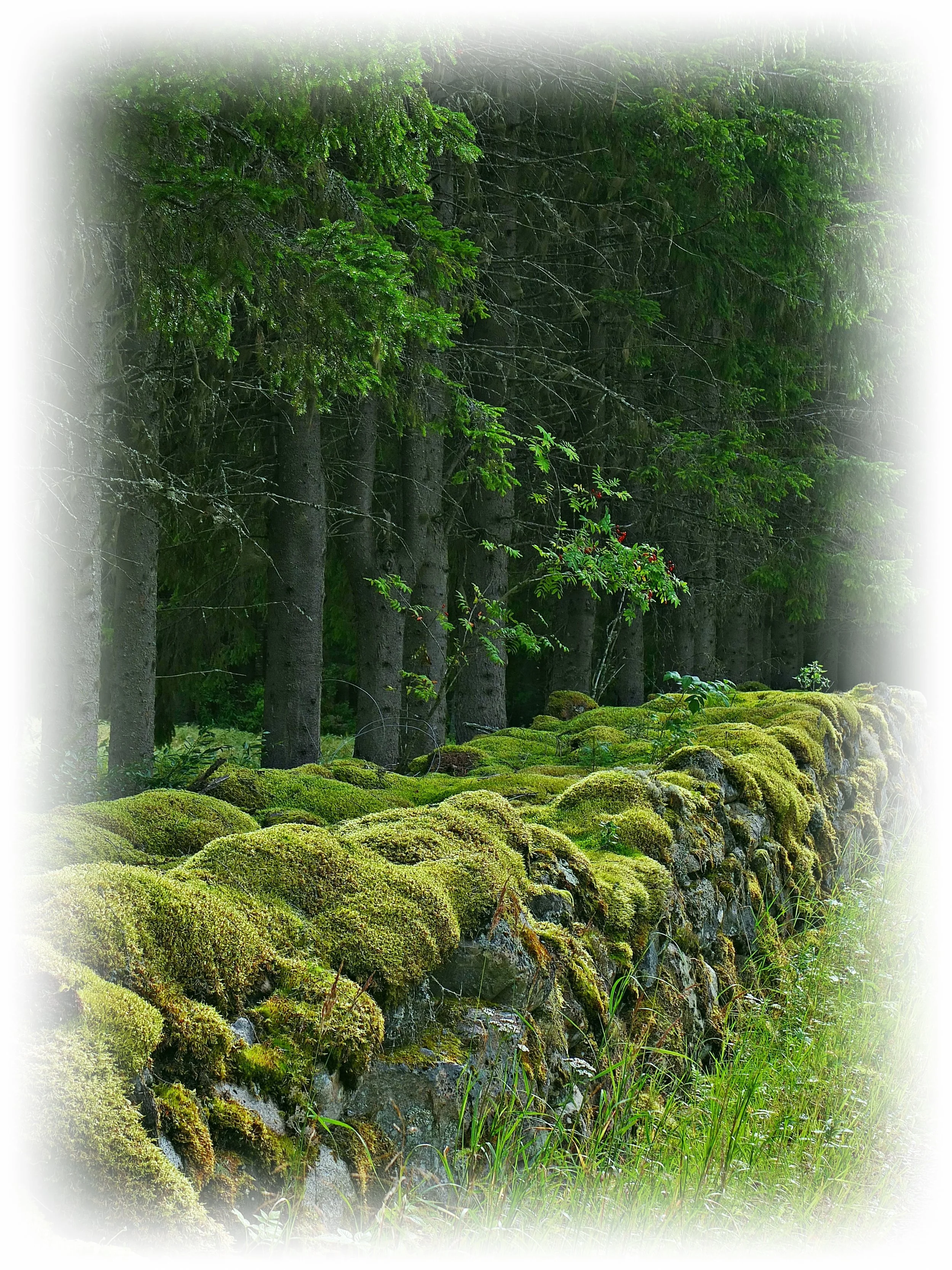 DSCF5589 muokattu TILAUS REUNAT.JPG