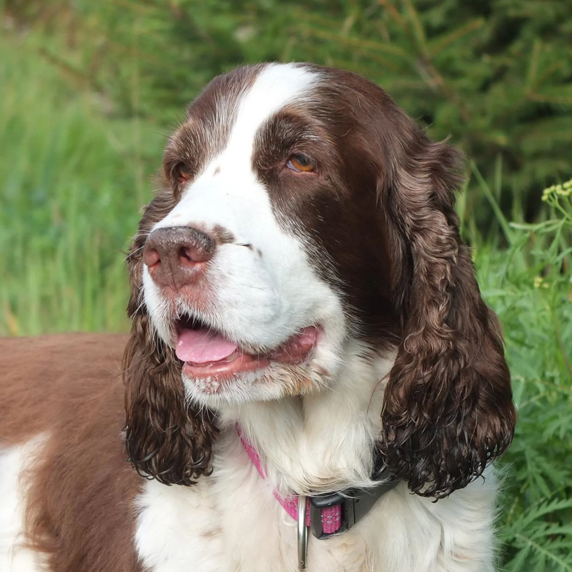 Netta neliskanttinen.jpg