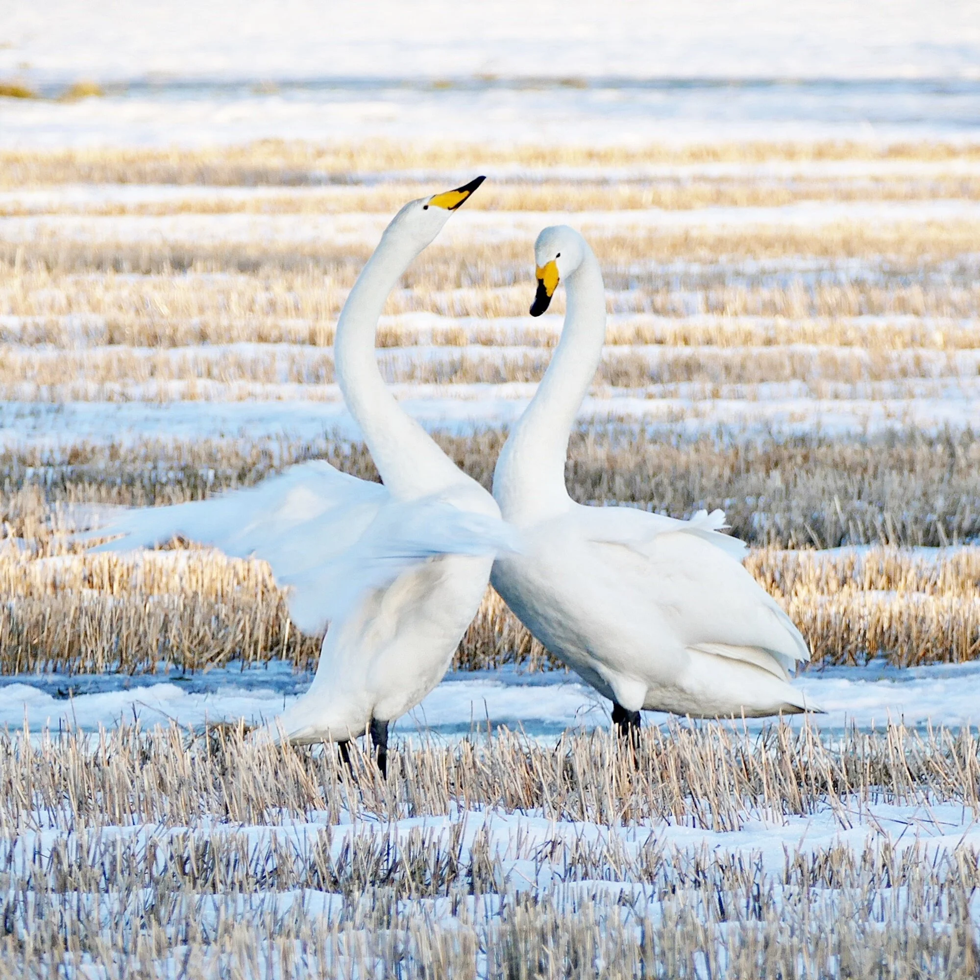 P1080424 muokattu B NELISKANTTINEN.JPG