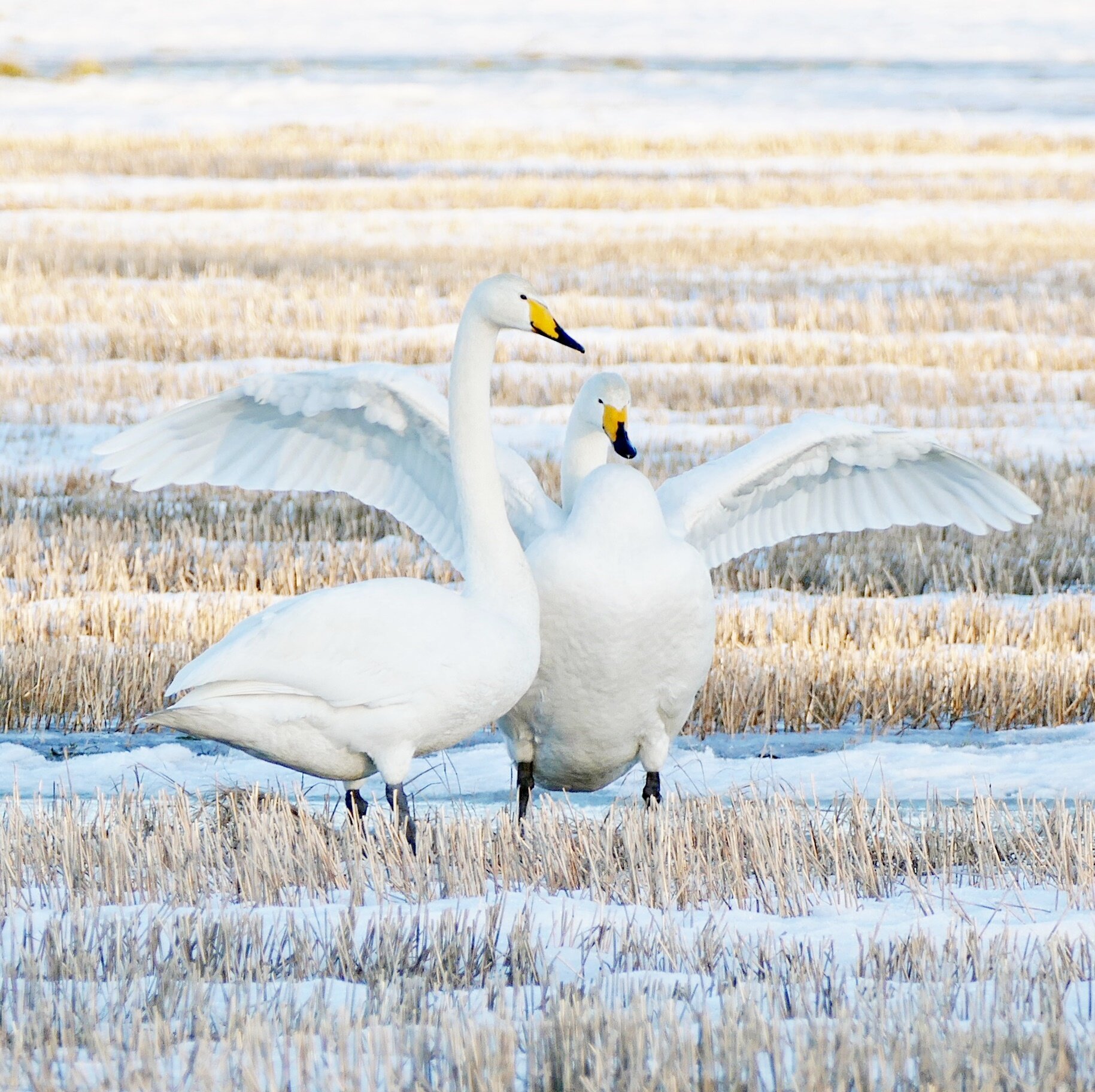 P1080426 muokattu D  NELISKANTTINEN.JPG