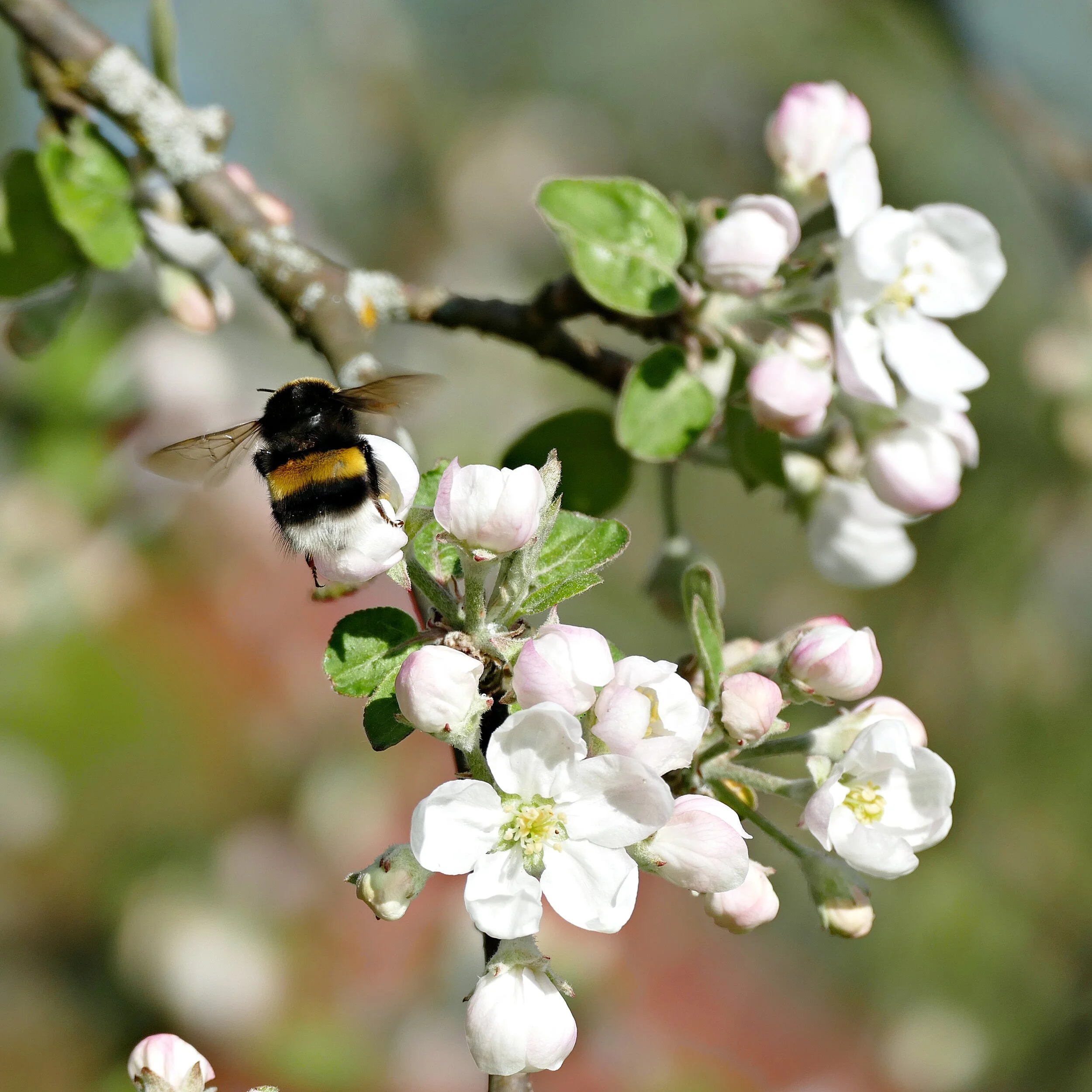 P1080783 muokattu.JPG