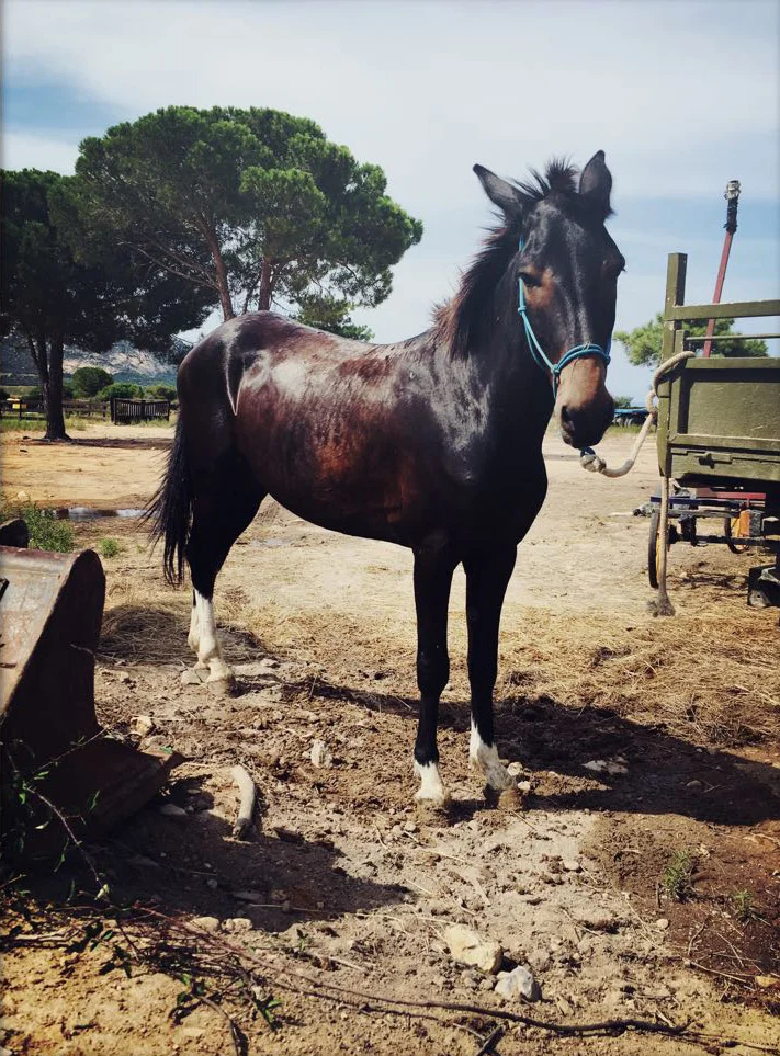 Die Schönheit der korsischen Pferde!