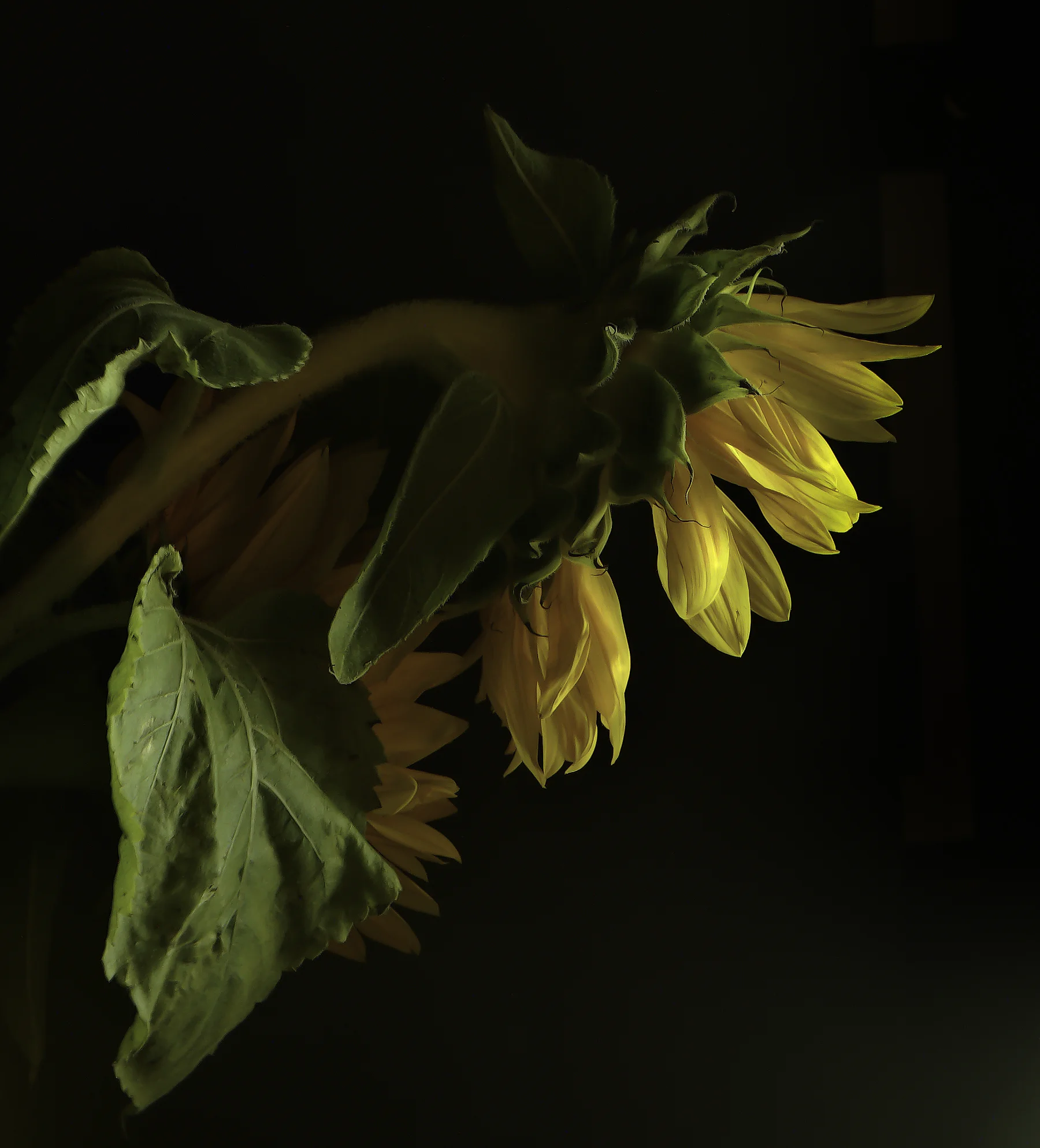 Sunflower Study 6 v1.0.0.jpg