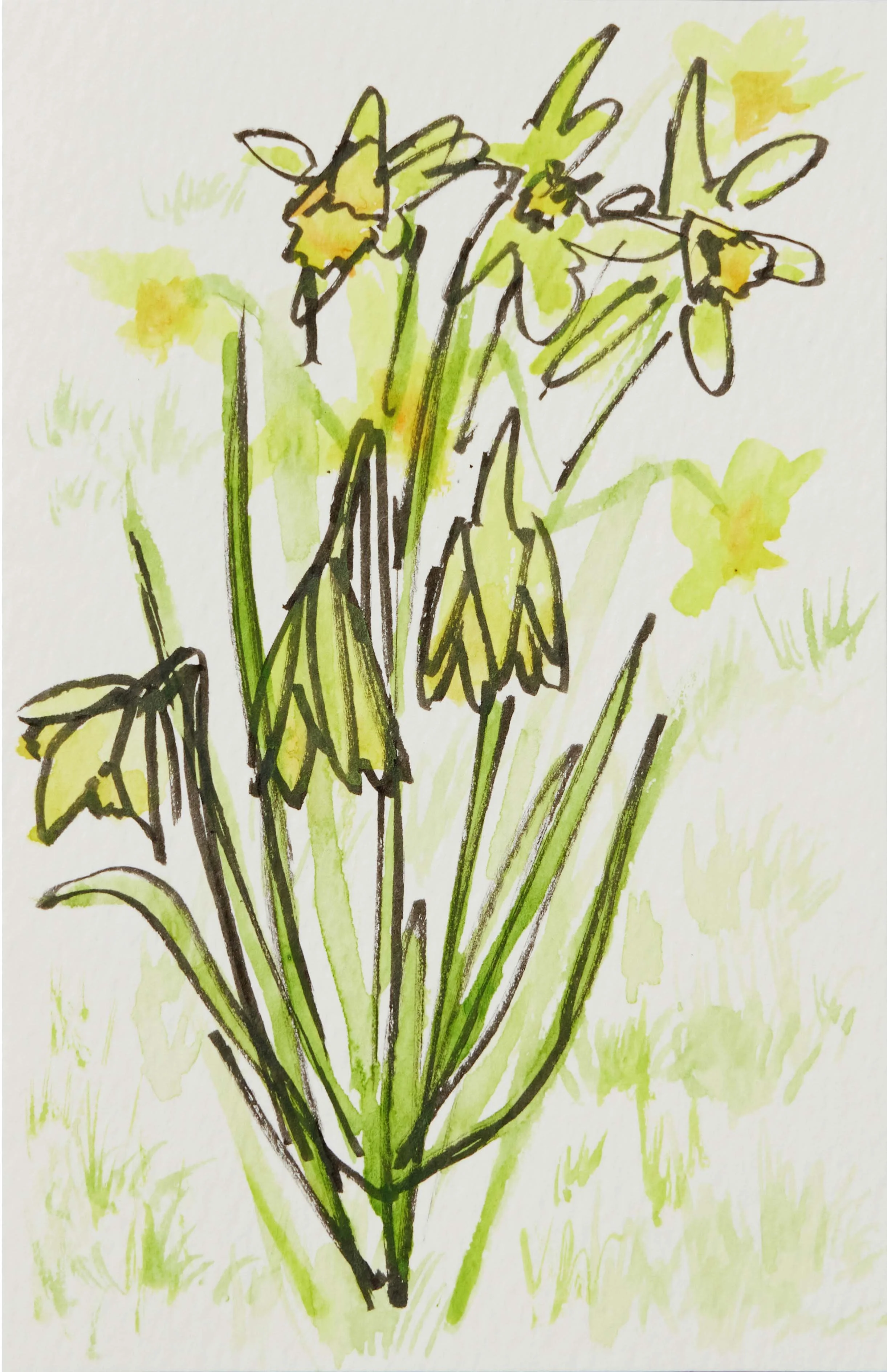 Daffodils-watercolour-illustration.jpg