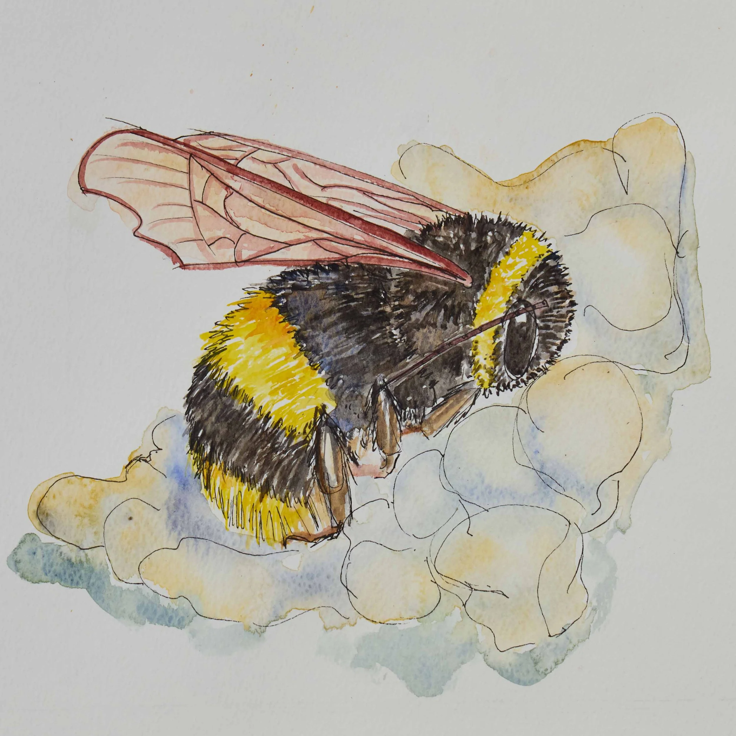 Bee-watercolour-illustration .jpg