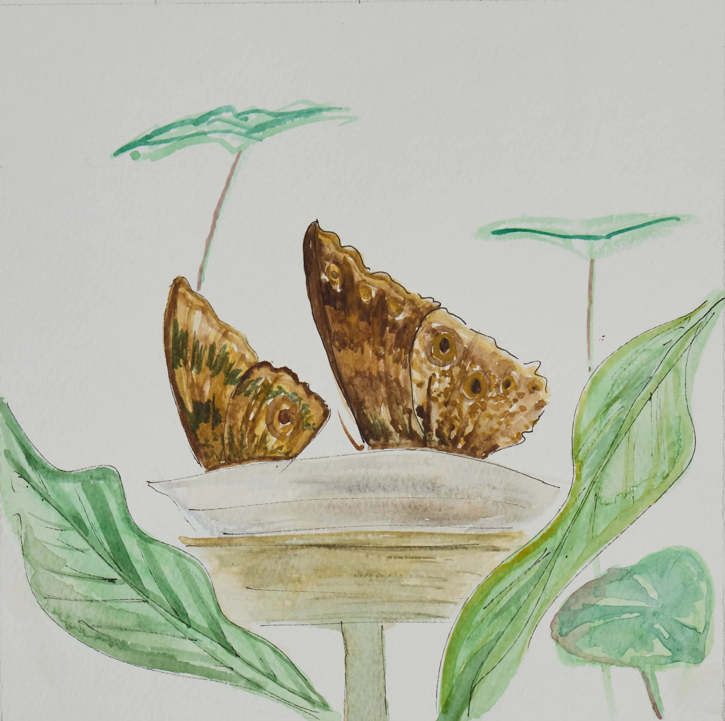 butterfly-watercolour-illustration .jpg