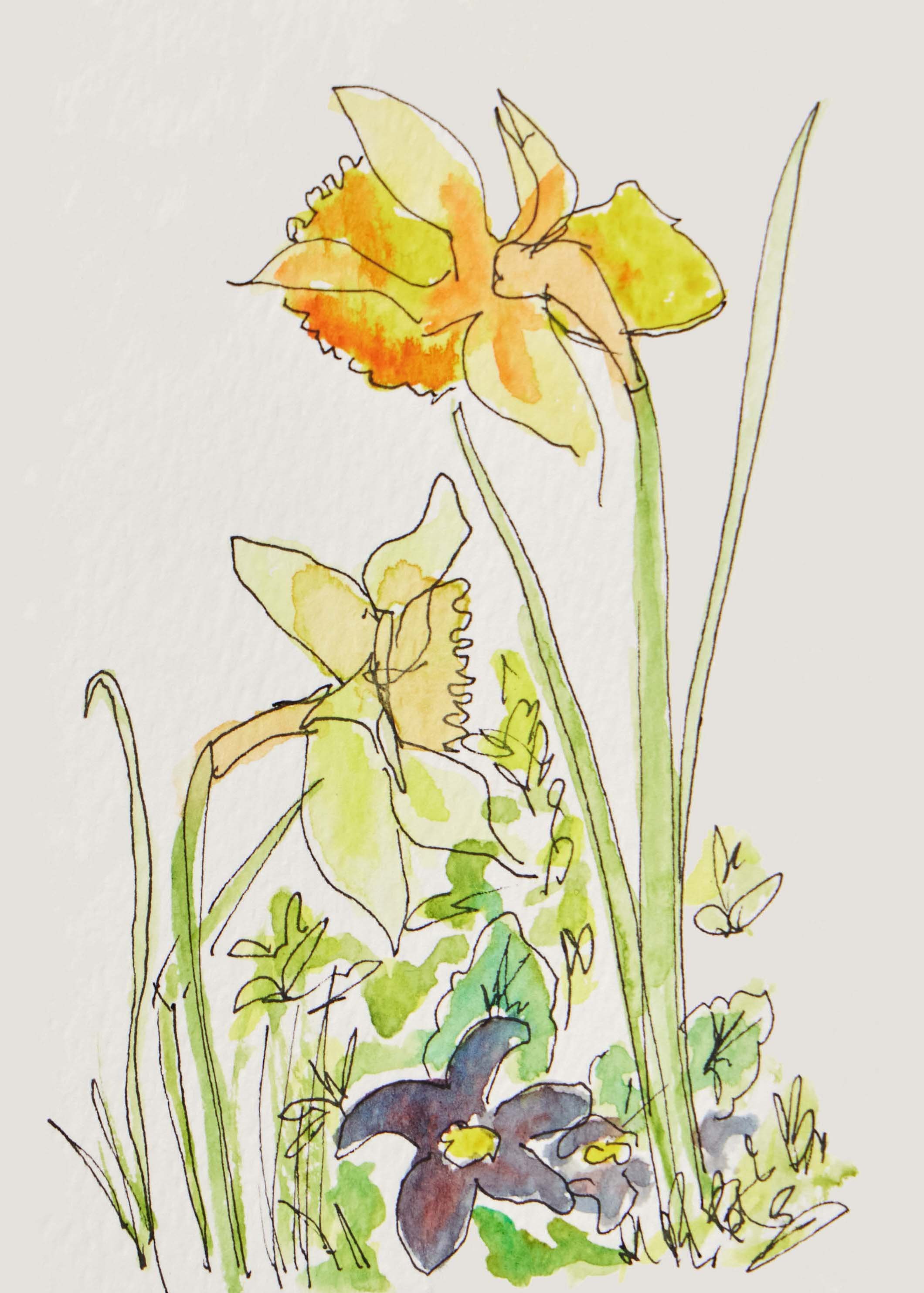 Daffodils-2-watercolour-illustration.jpg