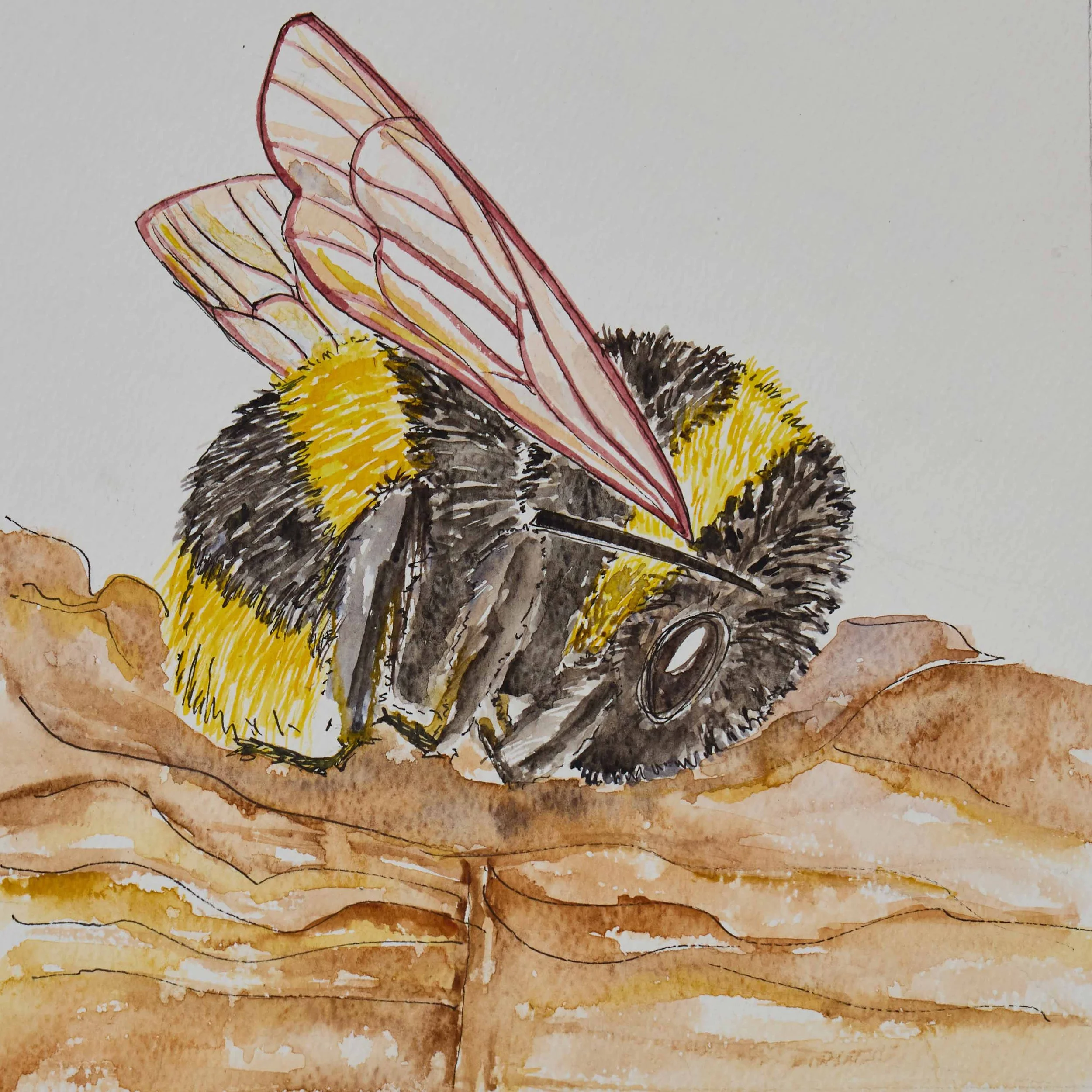 Fallen-Worker-Bee-watercolour-illustration .jpg
