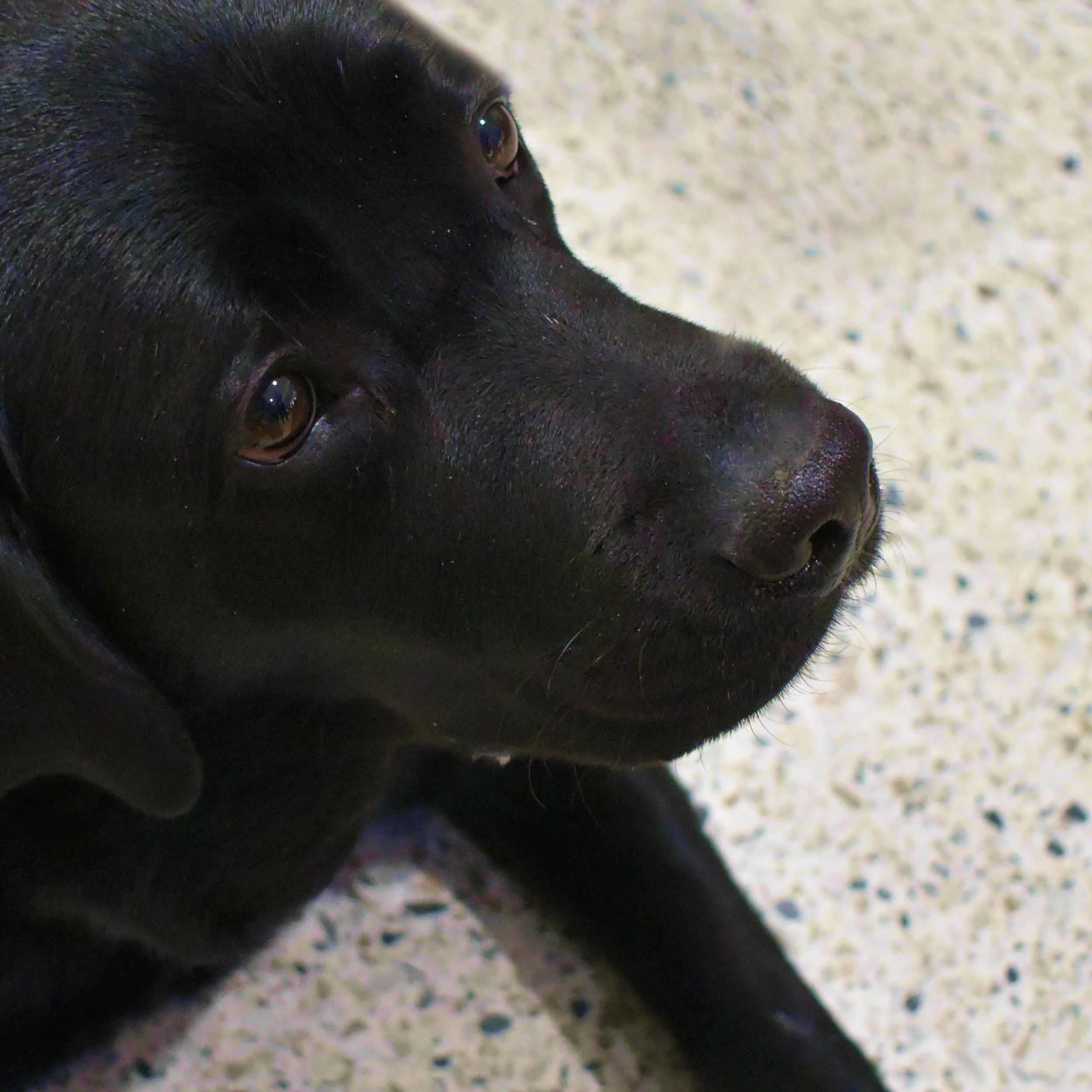 Dan Converse | Black Lab Photo | Graphic Design
