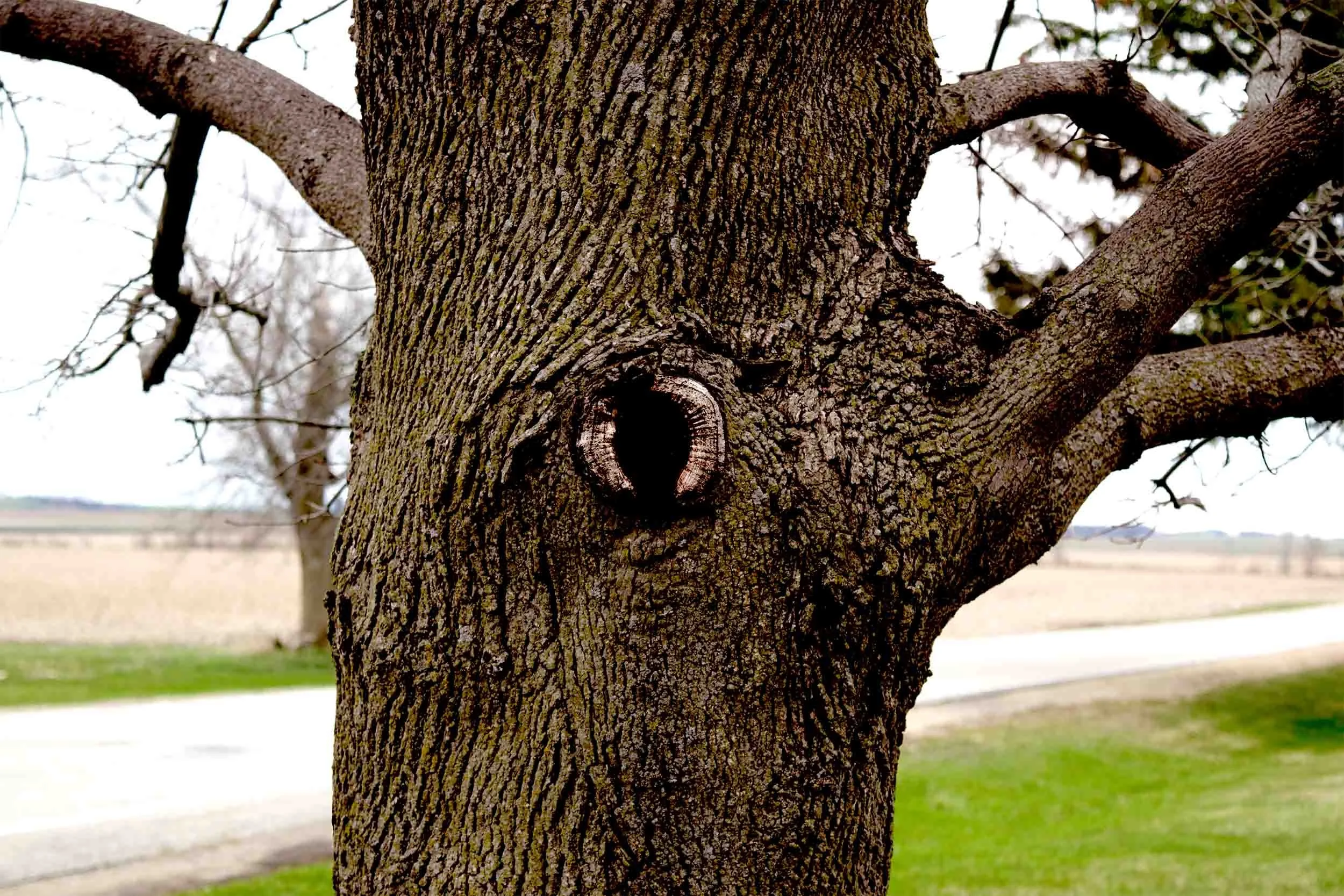 A large maple tree; behind the tree is a road and rural landscape.