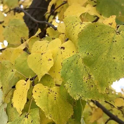 Dan Converse | November Video | Graphic Design.jpg