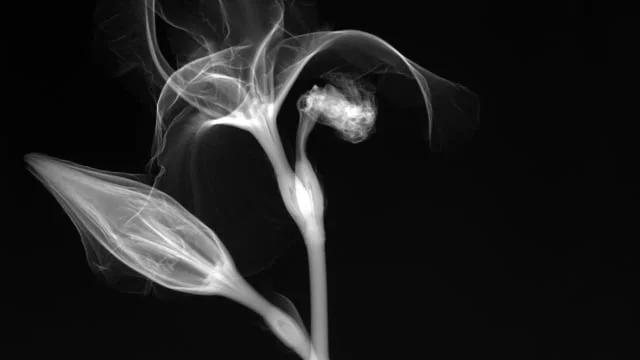 X-Ray Flower Compilation