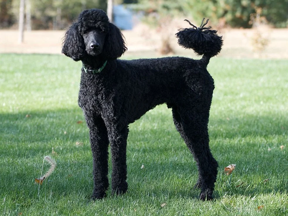 Standard Poodle