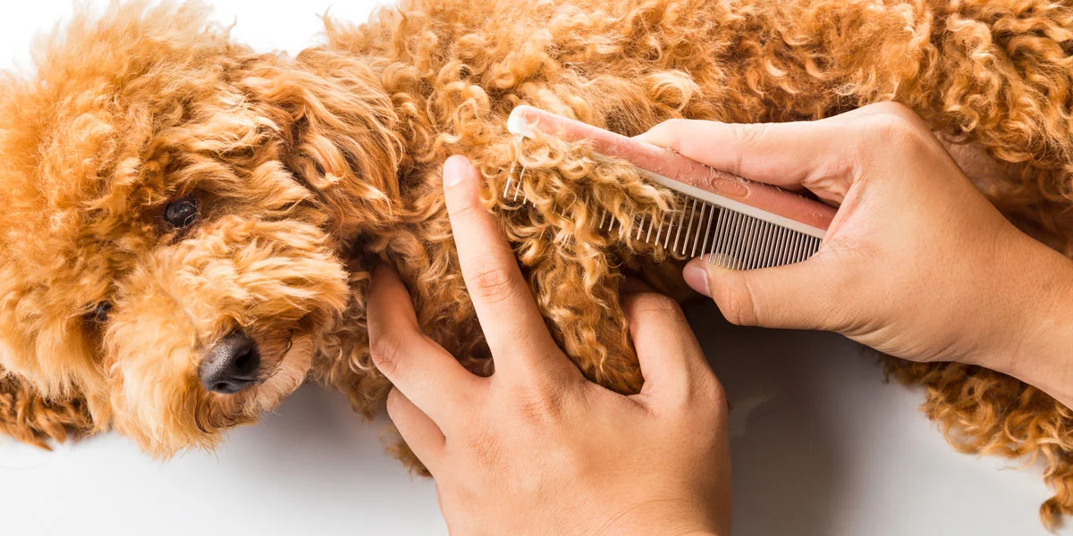 grooming.jpg