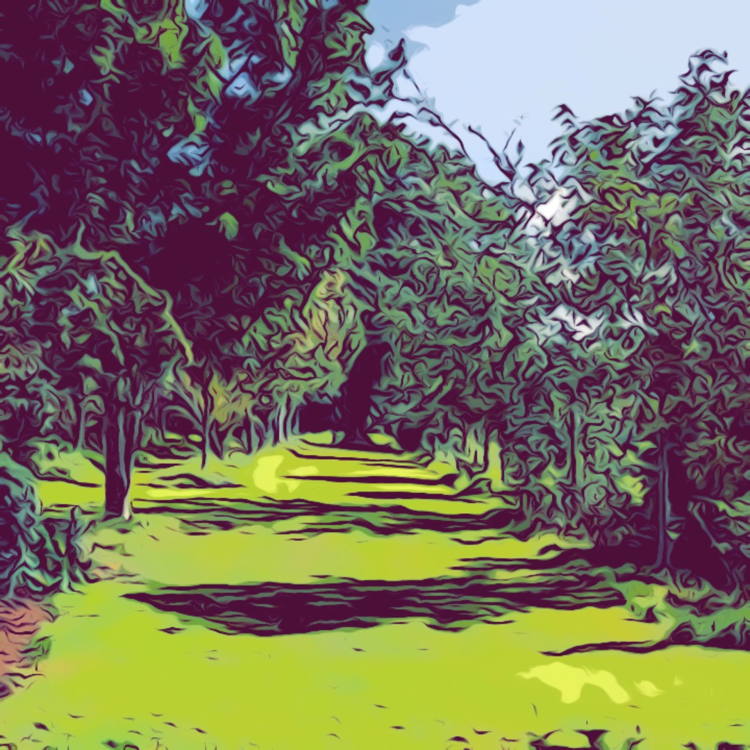 row of trees filter.jpg