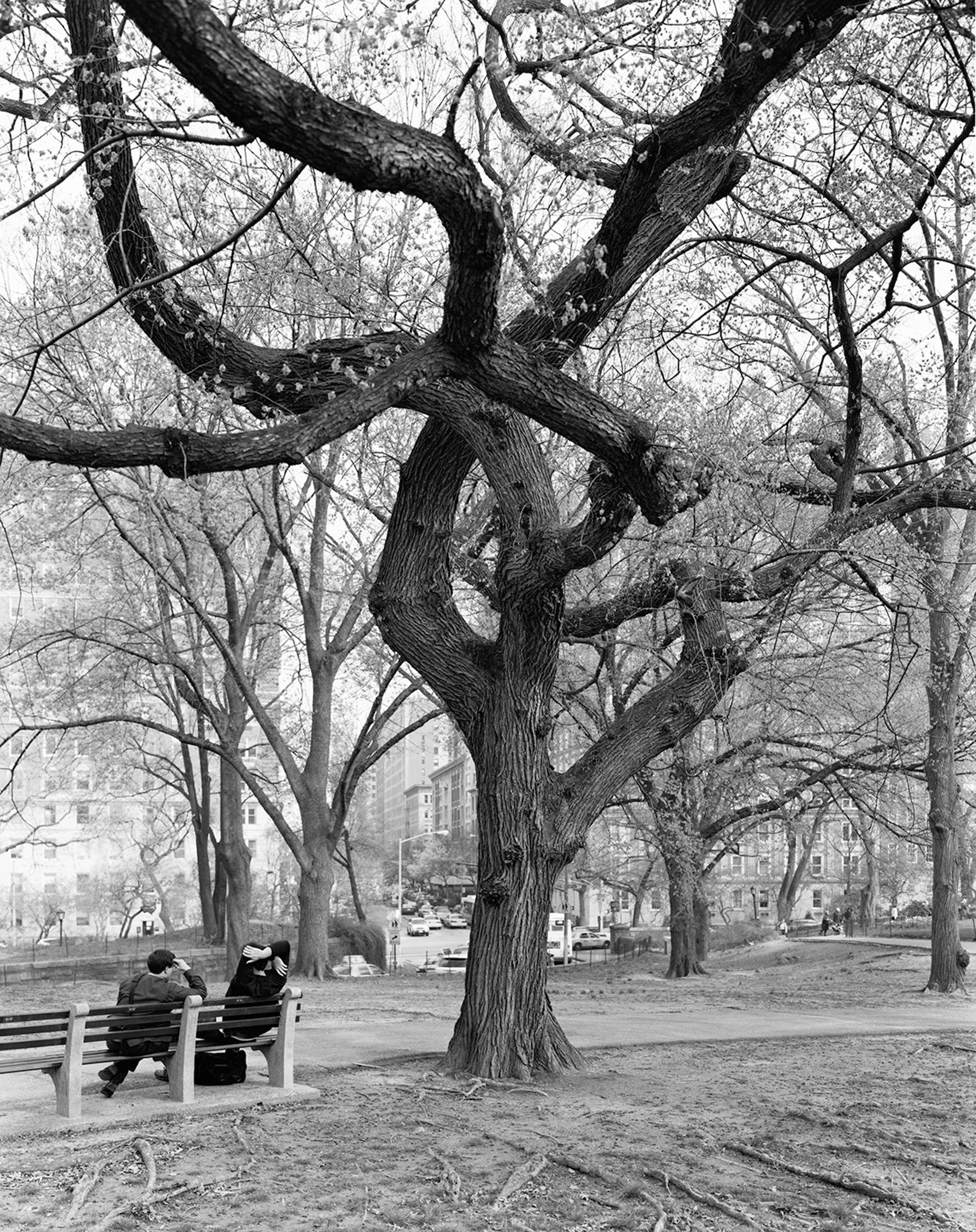 American Elm, Central Park, New York 2011, 2011