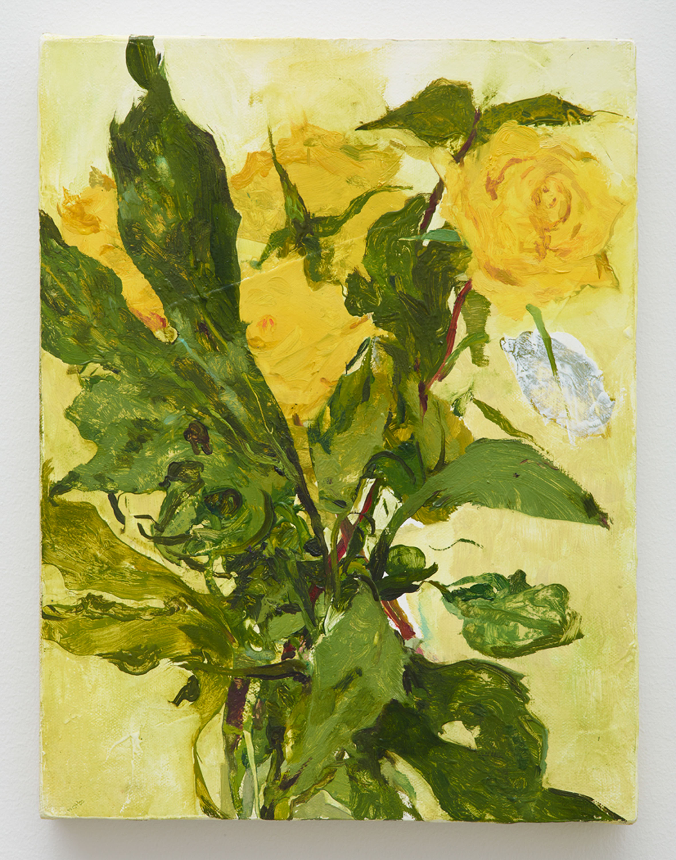 Yellow Roses, 2014-15