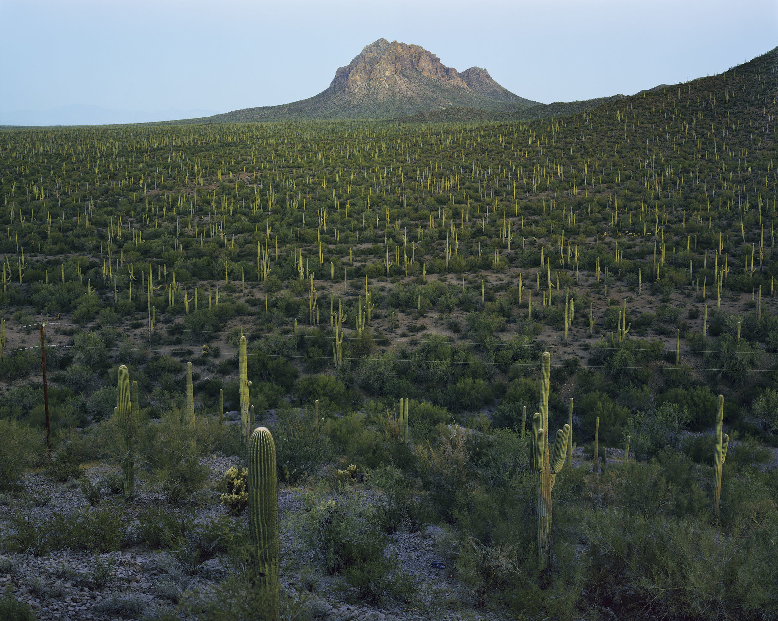 Ironwood Forest, National Monument, Sonoran Desert, Arizona 2018, 2018