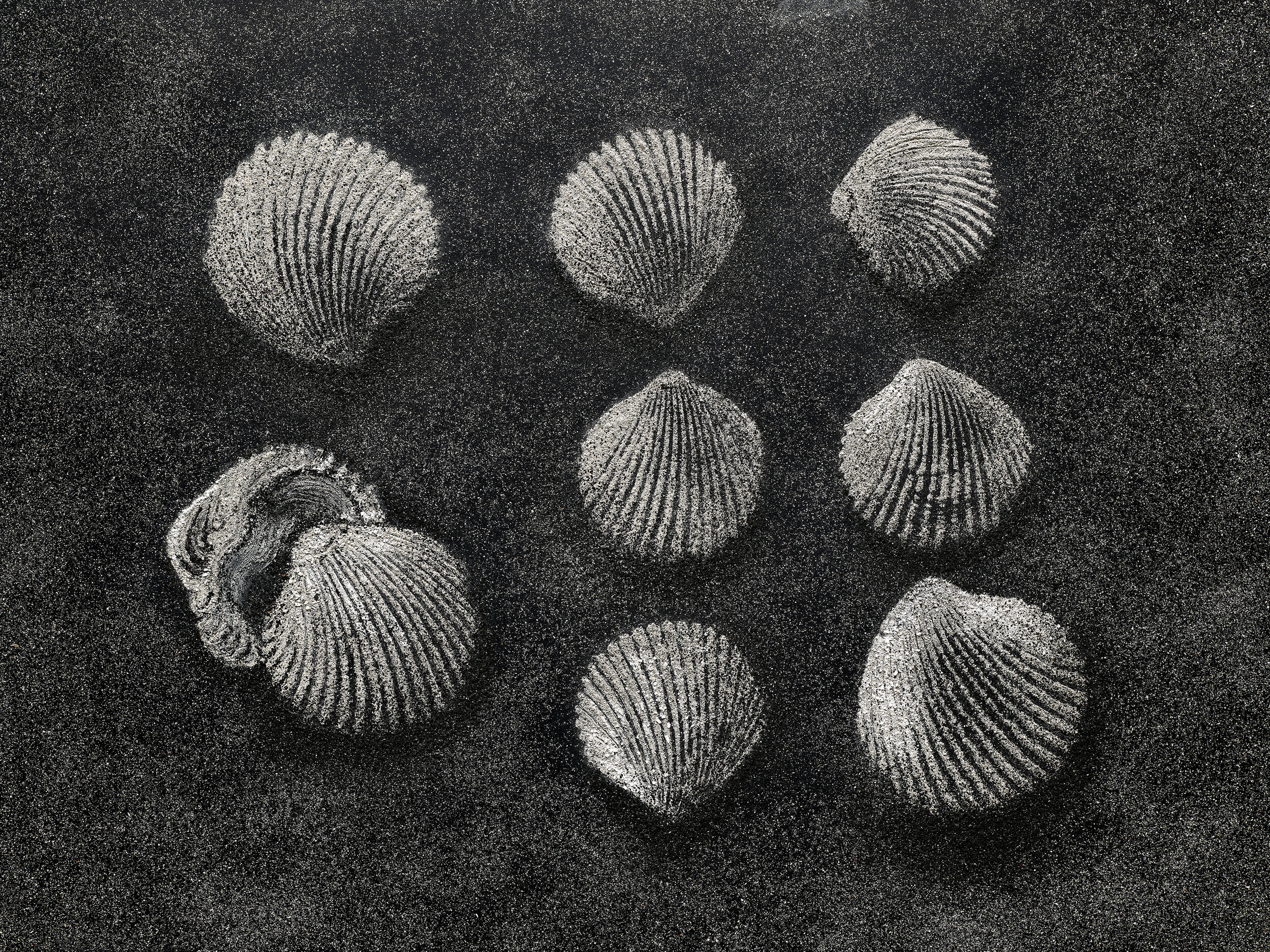 Seashell fossil, Paris Bay, 45 million years, Museum of Ashes, 2019