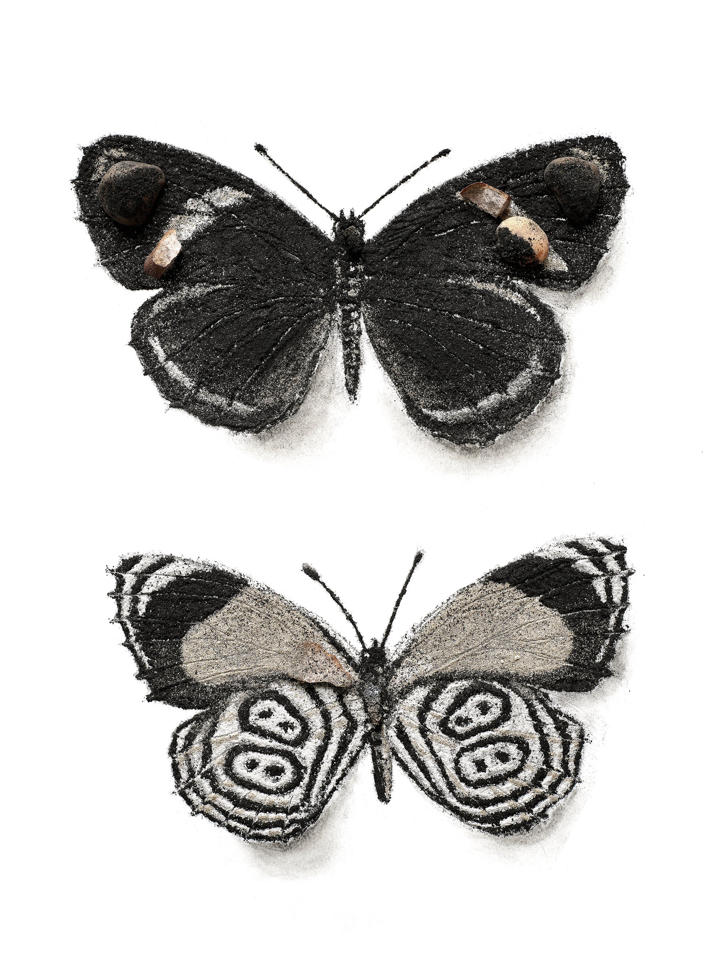 Lepidoptera Nymphalidae, Museum of Ashes, 2019