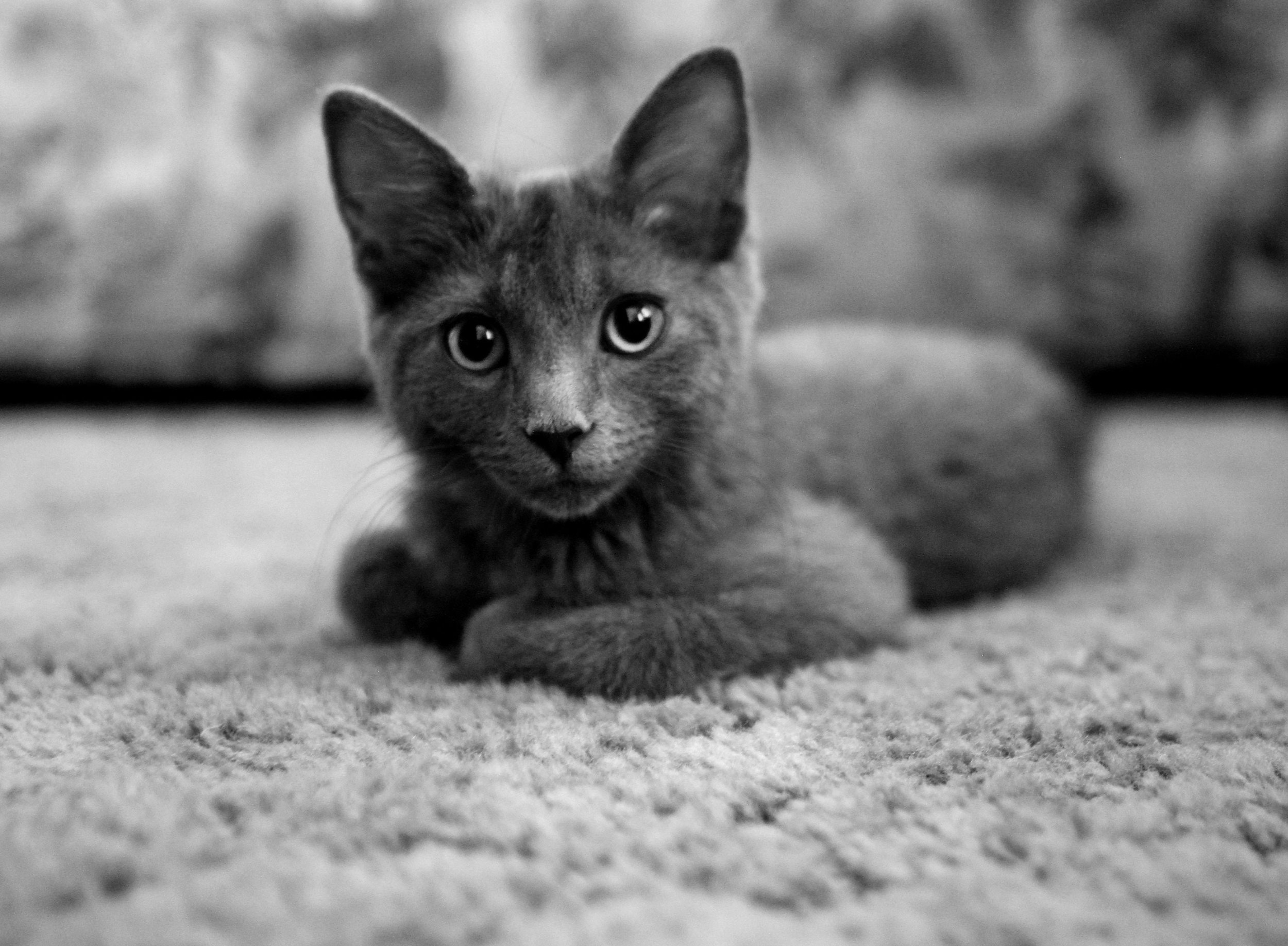 sarah-brink-351501-unsplash.jpg
