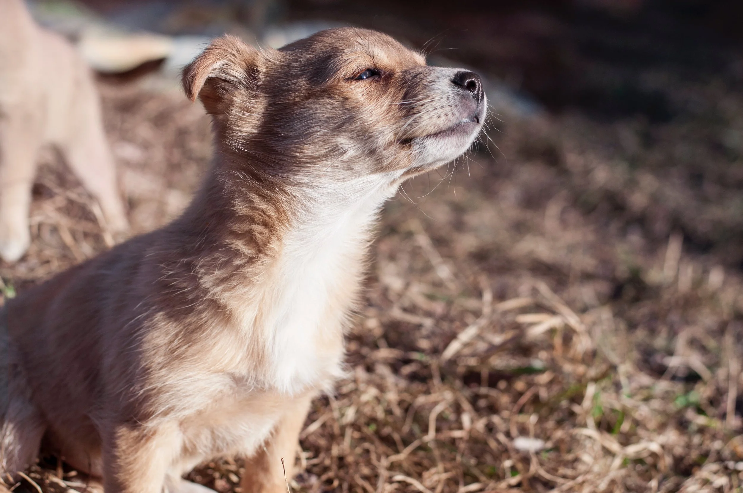 animal-dog-pet-16598.jpg