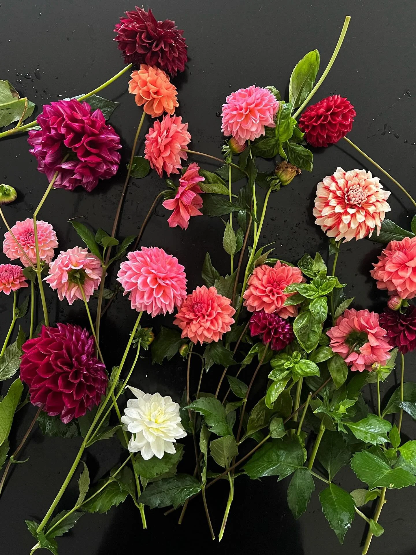 Snippets of fall that are making me happy right now&hellip;🤎
.

Word on the street is that the frosts are imminent so I made sure to get out into the garden today to grab what I could. I may even try to go one more time as there&rsquo;s still plenty