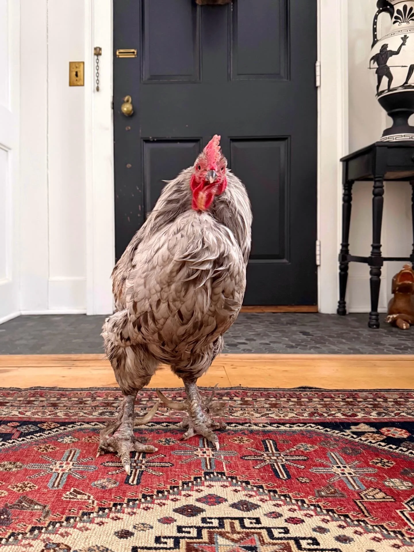Sly is in da house (again!), and he&rsquo;s here to wish you a Happy Valentine&rsquo;s Day! ❤️
.
.
.
#roosterlife #vintagerugs #chickenhouse #countrylivin #interiorsnapshot