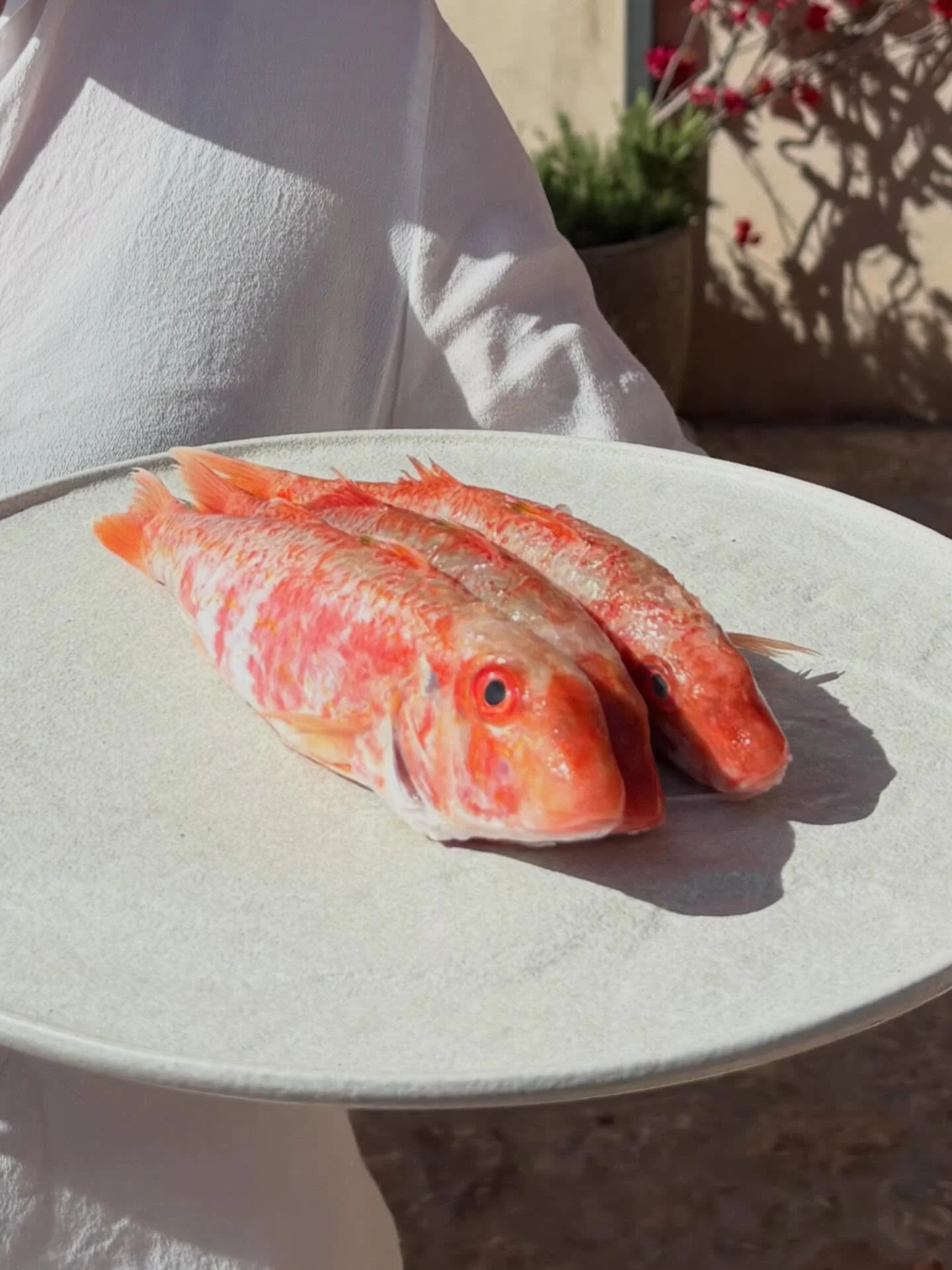 Crujiente por fuera, jugoso por dentro.
Salmonete frito en su punto, con patatas doradas y pimientos del padr&oacute;n&hellip; de esos que unos pican y otros no 😉

Sencillo, aut&eacute;ntico&hellip; y con ese punto que engancha. ✨

#pescadofresco #v