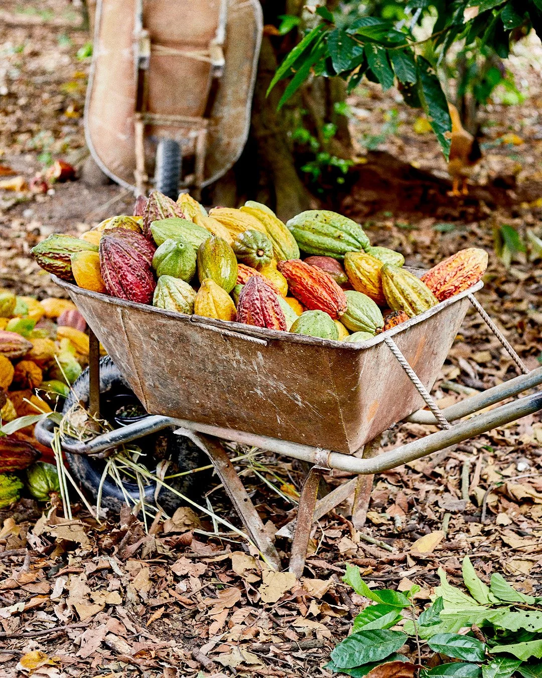 Racine carrée inspiration