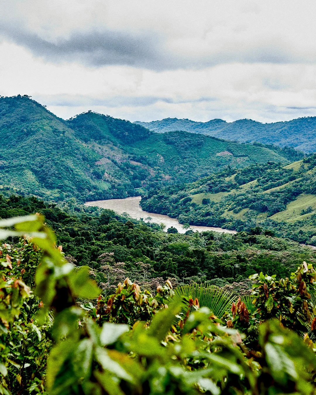 Racine carrée inspiration
