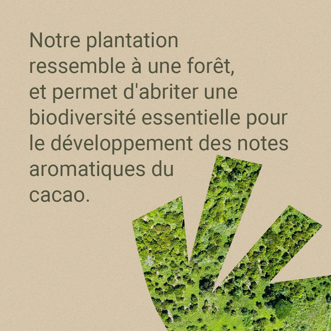 Plantation Racine Carrée