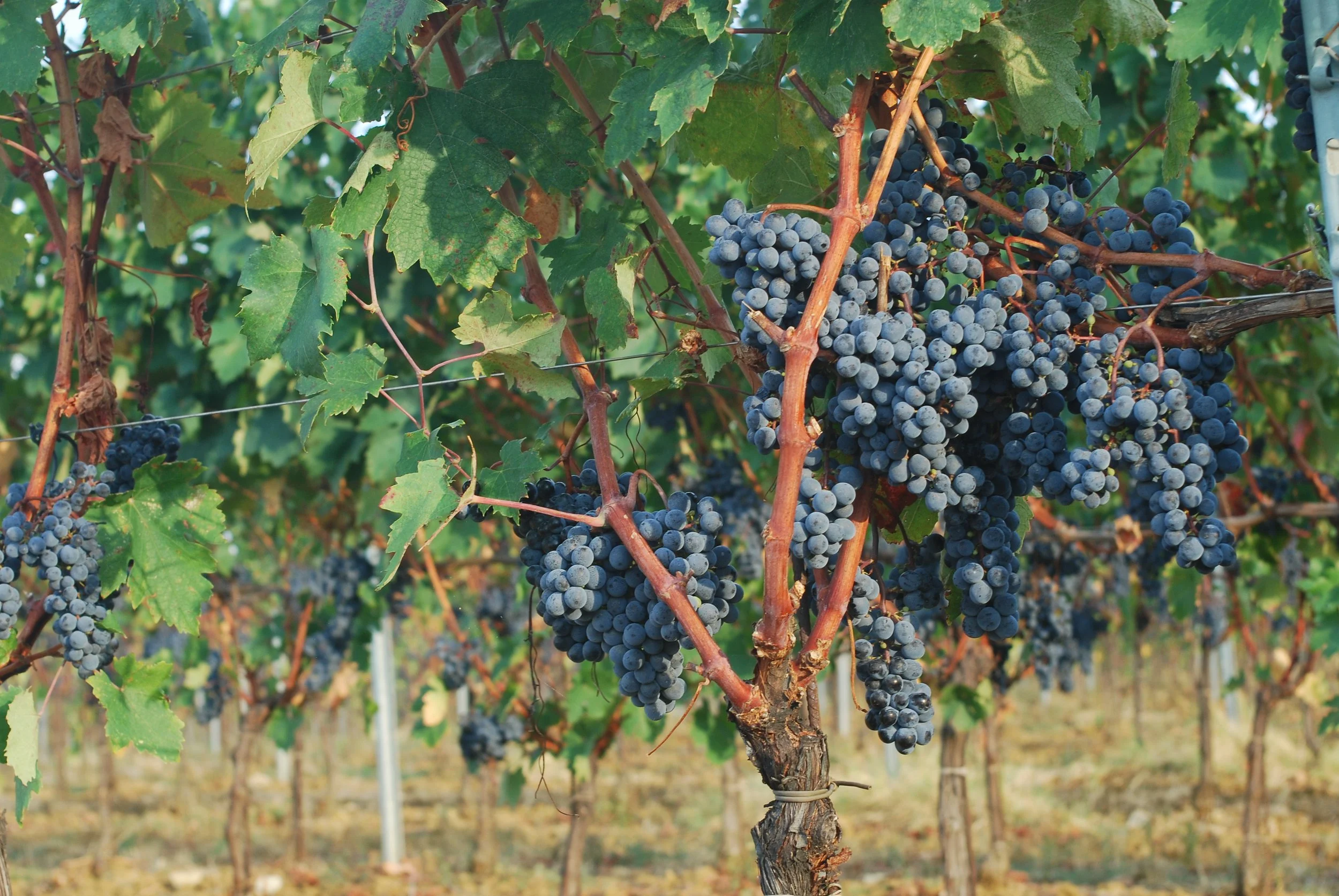 Vino adatto per l’intero pasto. Si sposa con molti piatti della cucina italiana, dagli antipasti ai salumi, ai formaggi, ai primi piatti, alle carni rosse e bianche.  Temperatura di servizio : 18 – 20 C°